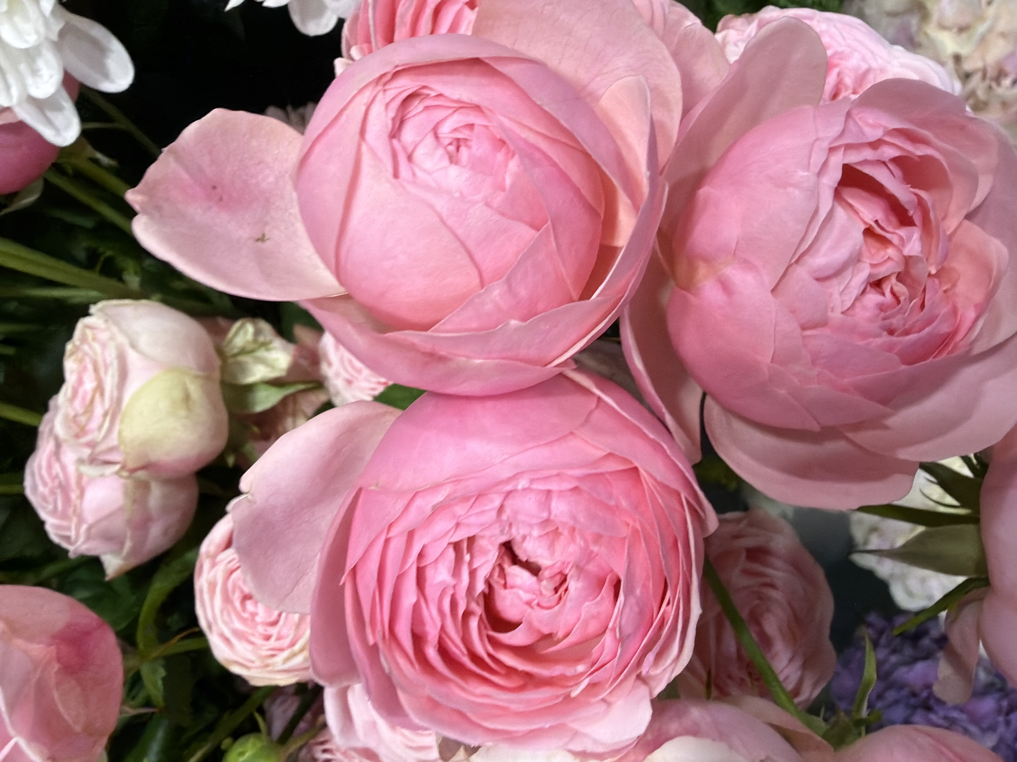 A close-up, overhead shot displays a bouquet of lush, pink roses. The roses are predominantly a soft, pastel pink, with some showing deeper pink hues towards their centers. The petals are intricately layered and appear soft and velvety. Some roses are fully bloomed, revealing their complex inner structures, while others are in bud form, their petals tightly furled. Green stems and leaves are interspersed among the blooms, adding a touch of natural contrast. In the background, hints of other flowers, possibly white chrysanthemums and purple filler flowers, are visible, suggesting a mixed floral arrangement. The lighting is soft, highlighting the delicate textures and subtle color variations of the roses. The overall impression is one of floral abundance and delicate beauty.
