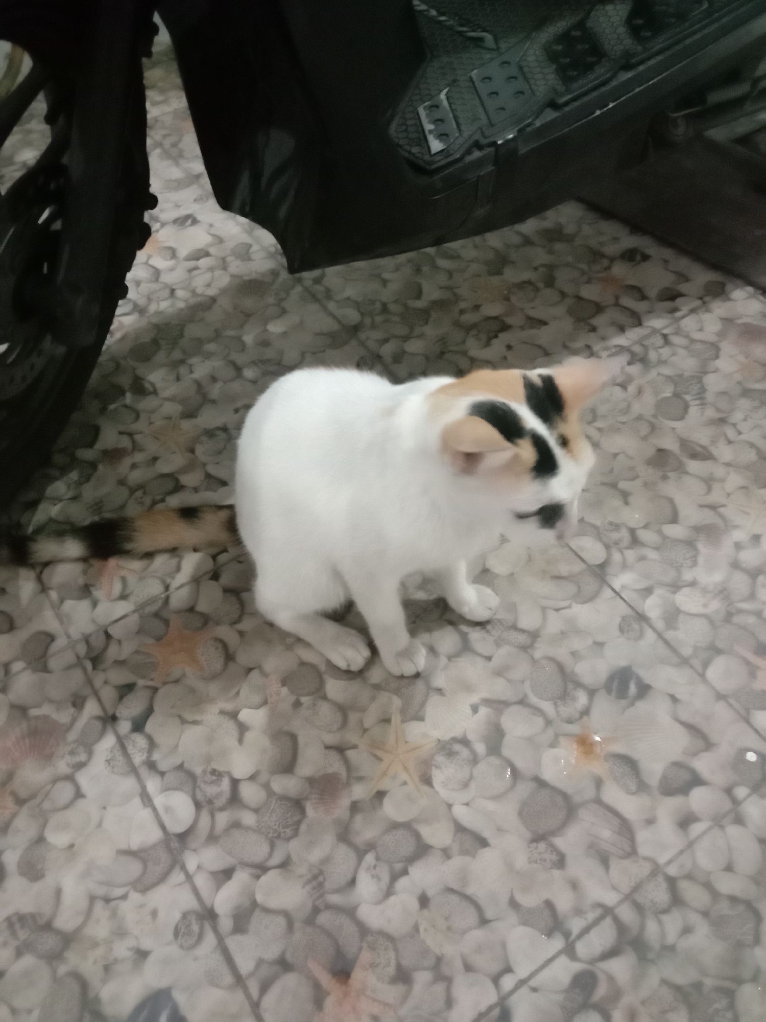 In Satriajaya, Indonesia, a calico cat with white, black, and tan markings sits on a pebble-patterned tiled floor. The cat faces to the right, with its head turned slightly downwards. Behind the cat, the lower portion of a dark-colored vehicle, possibly a motorcycle, is visible, including a wheel and part of the body. The floor tiles are decorated with an abstract design resembling pebbles, shells, and starfish. The lighting is moderate, suggesting an indoor or shaded outdoor setting.