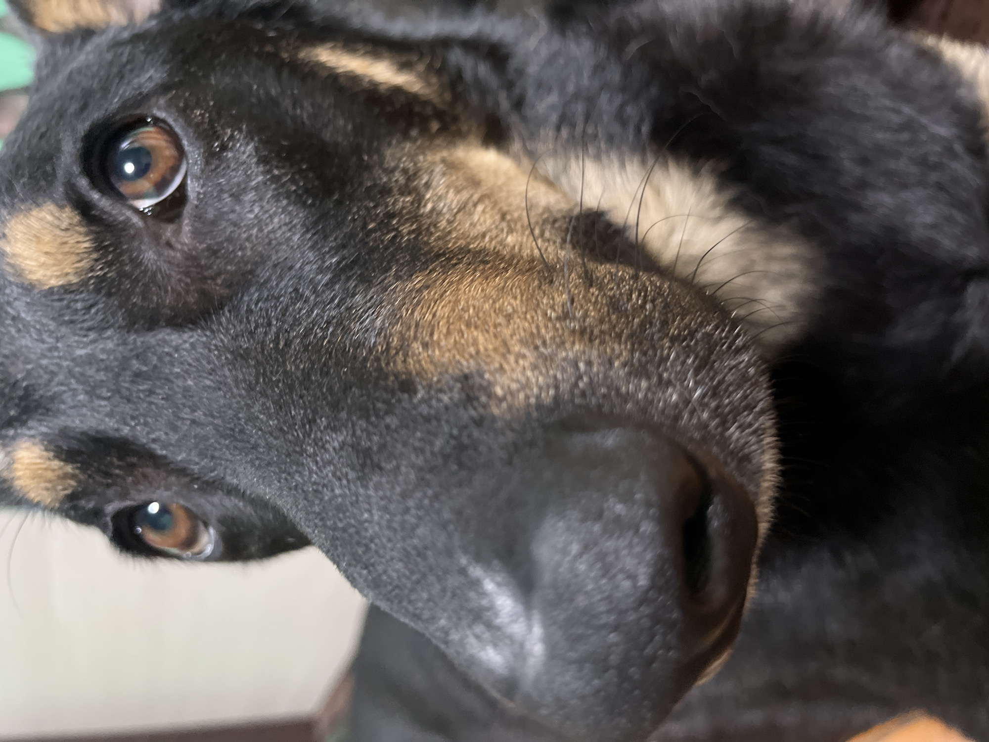 This is a close-up, eye-level shot of a black and tan dog's face. The dog's eyes are a warm brown and appear to be looking slightly off-camera. The dog's nose is black and wet, with visible whiskers. The fur is a mix of black and tan, with tan markings above the eyes and on the muzzle. The background is blurred, but appears to be indoors with neutral-colored walls and possibly some warm lighting. There is no indication of the city of Nizhny Tagil, Russia, or any specific location within it.