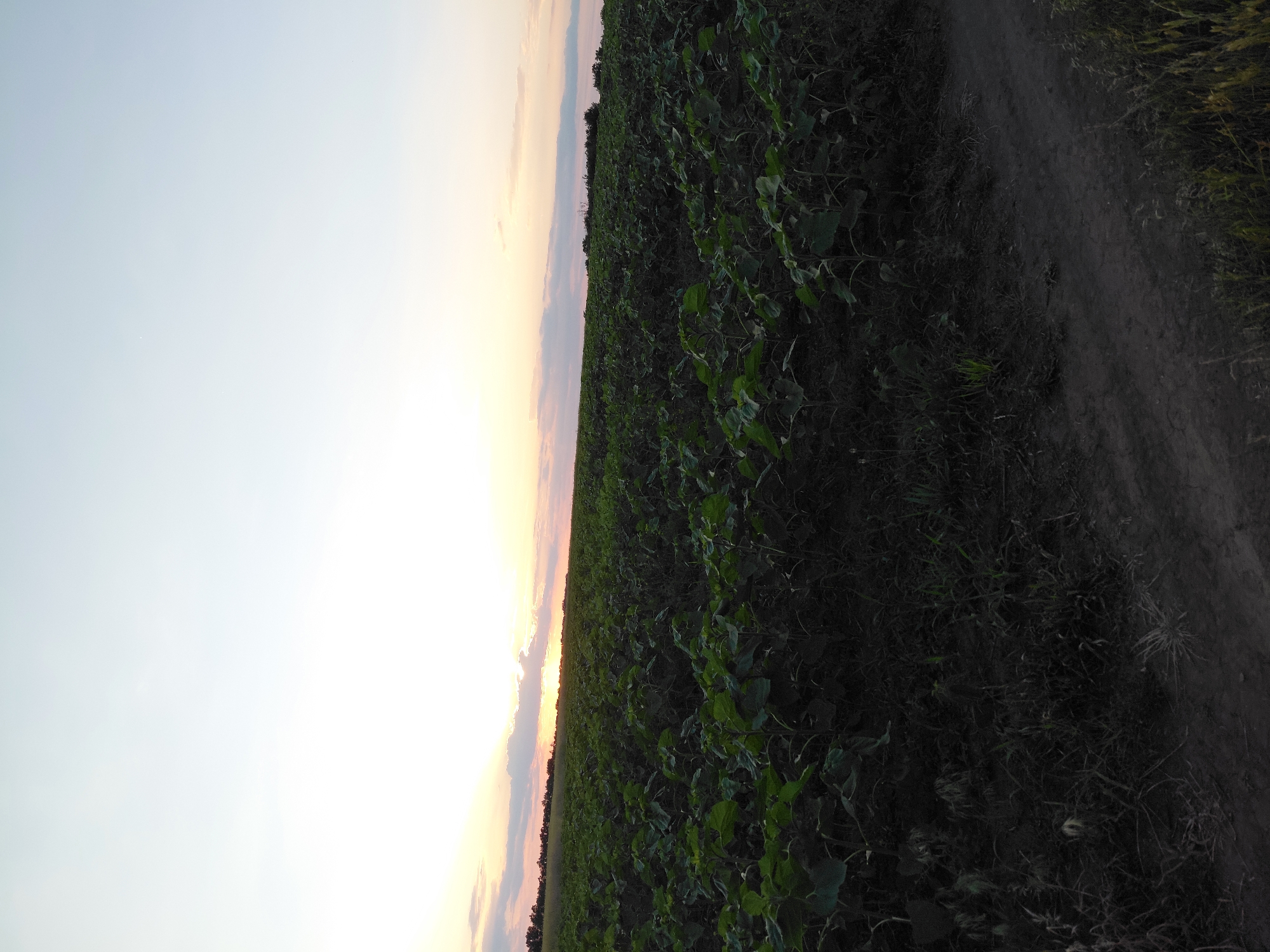An outdoor, low-angle, full shot captures a vast field of green sunflower plants at dusk, extending towards the horizon. The sky above is a pale blue with streaks of pink and orange from the setting sun, which is partially obscured by clouds. A dirt path runs along the right side of the foreground, leading into the field. The overall impression is one of natural beauty and tranquility.