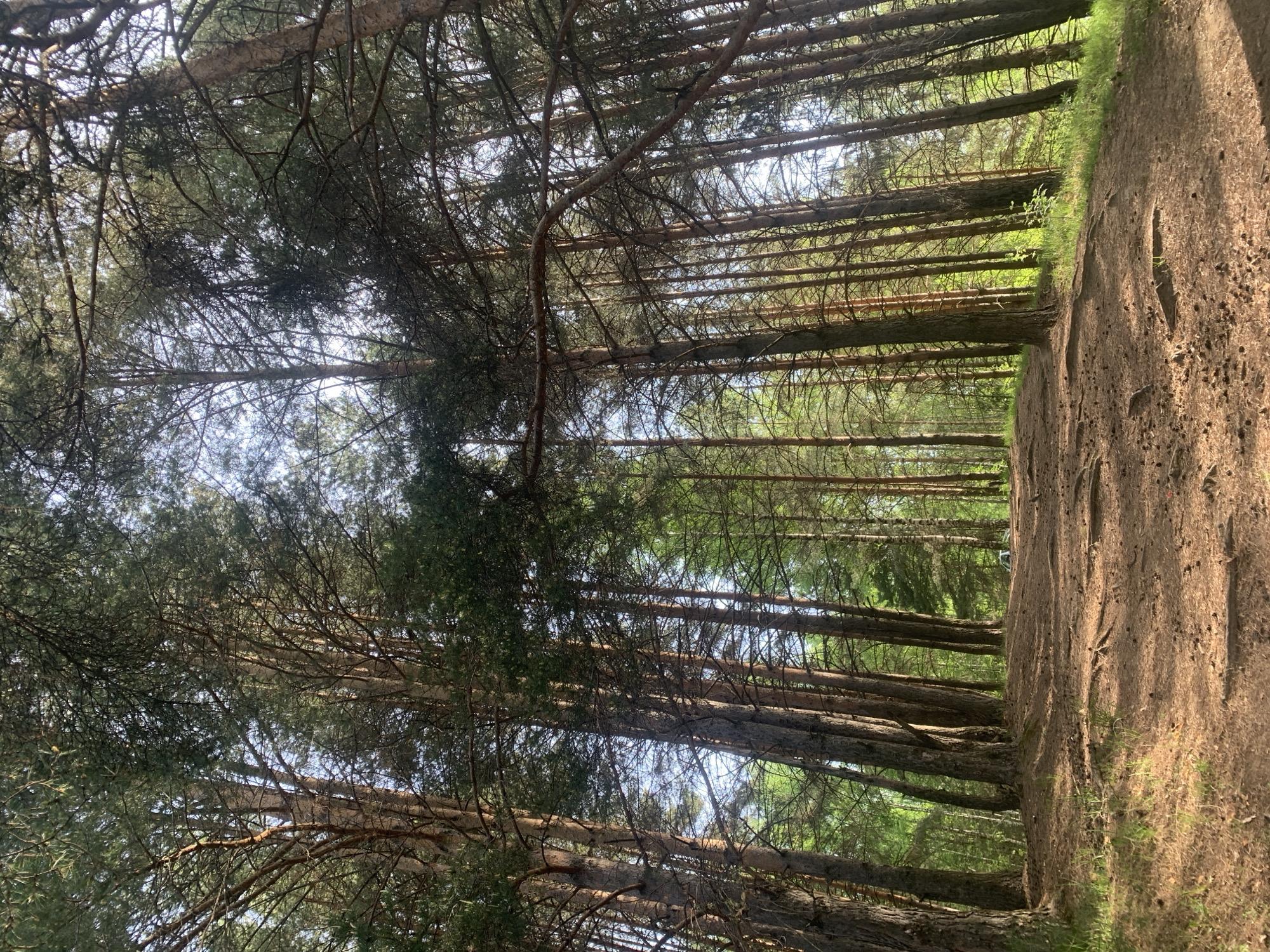 The image shows a dense pine forest in Chaikovsky, Russia. Tall, slender pine trees line the sides of a sandy path, their trunks running vertically in the image. The canopy is thick, with branches and needles intertwining, creating a dense roof overhead and filtering sunlight through to the forest floor. The path itself is sandy, with a slight embankment to one side. There are no people or animals visible in the scene.