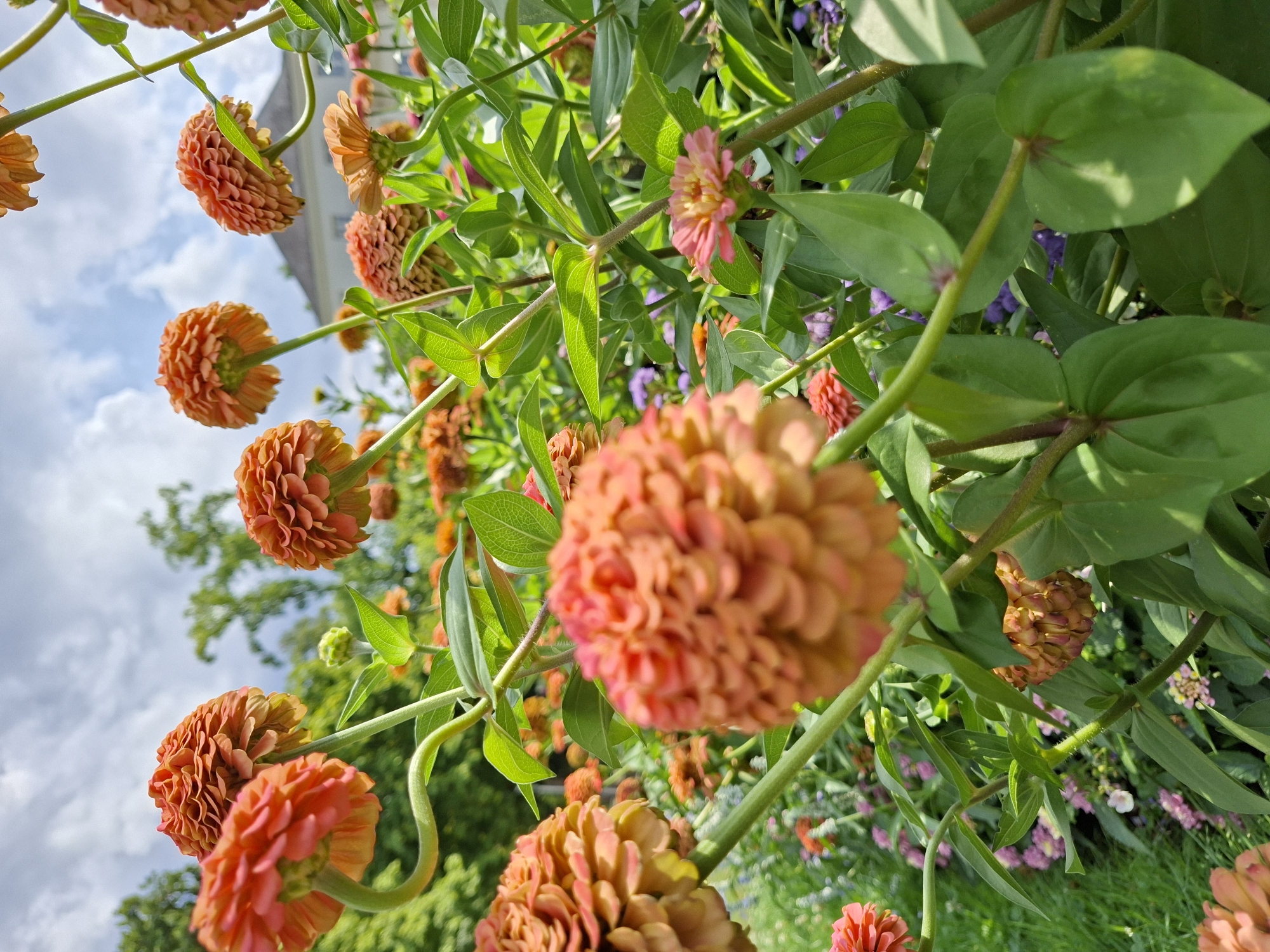 The photograph is a low-angle, close-up view of a vibrant flower bed dominated by numerous orange and peach-colored zinnias. The flowers are in various stages of bloom, with tightly packed petals creating a fluffy, textured appearance. Several stems are visible, some bent and curved, supporting the large blooms. Lush green leaves, some with visible veins, are interspersed throughout the frame. In the background, out of focus, are more flowers in shades of pink and purple, as well as hints of green foliage and trees. A light blue sky with scattered white clouds serves as the backdrop, with a building and trees visible further in the distance. The overall impression is one of a well-maintained garden, likely in an outdoor public space. This scene is consistent with the gardens found in Baden-Baden, Germany, known for their botanical displays. There are no people or animals present in the image.