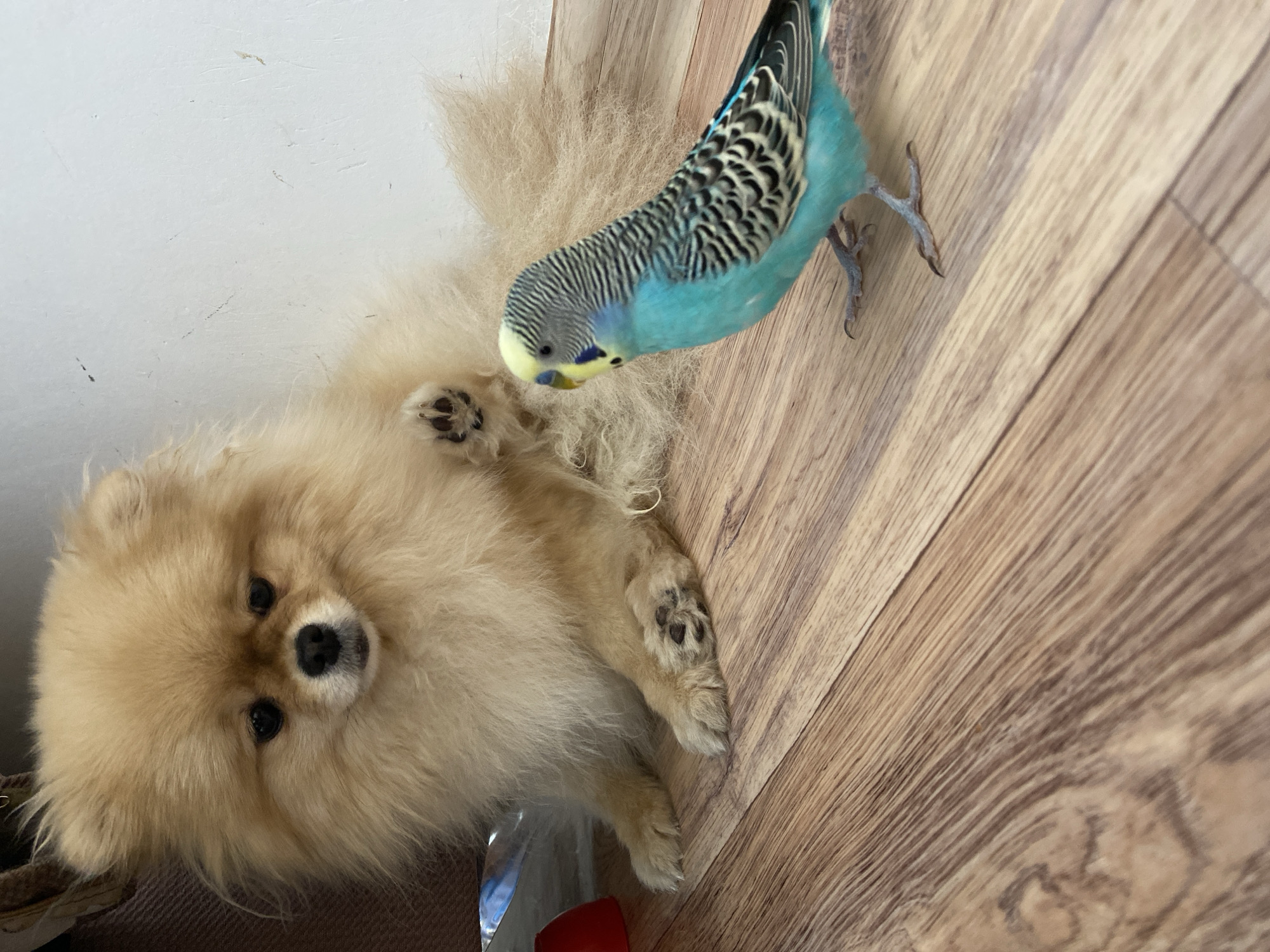 A tan-colored Pomeranian dog lies on its back on a wooden floor, with its paws in the air. A blue and black parakeet is perched near the dog's head. The location is Unknown, Unknown.