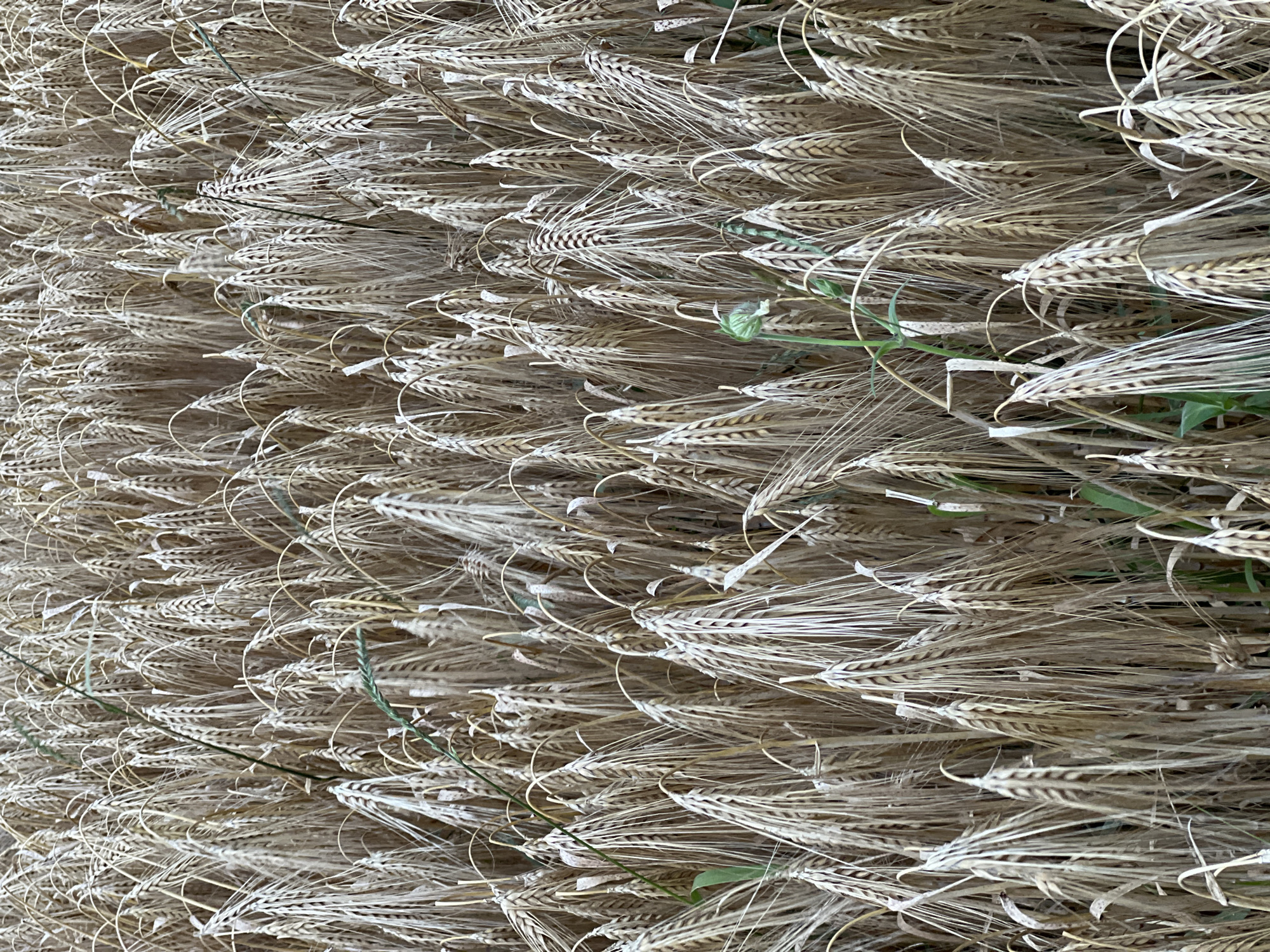 This media file is a close-up, vertical, full-frame photograph of a dense pile of harvested wheat or barley stalks. The stalks are dry and have a pale golden-brown color, with some showing hints of green from lingering plant material. The texture is intricate, with numerous thin, spiky heads of grain arranged closely together. Several strands of thin, green grass or young shoots are interspersed amongst the stalks, adding a touch of contrasting color. The lighting appears to be natural, suggesting an outdoor setting, possibly a field or barn. The focus is sharp, revealing the detailed structure of each stalk and grain. There are no people or animals visible in the image. The scene is static, depicting the aftermath of a harvest. No text is visible. The overall impression is one of abundance and the completion of an agricultural cycle. The location context of Калодзежскі сельскі Савет, Belarus, suggests this is likely a rural scene within that region.