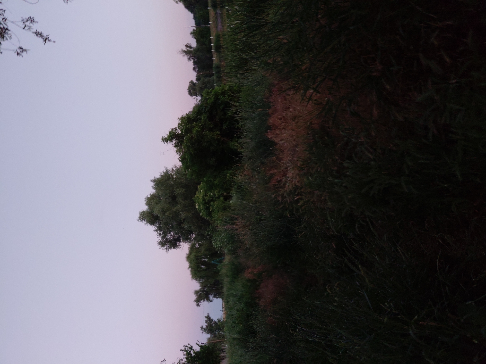 The image depicts a twilight scene of a grassy, overgrown area with trees and bushes in the background. The sky is a soft gradient of pale purple and pink. In the foreground, tall grasses and some dried reeds are visible, with the lighting suggesting it is either dawn or dusk. Further back, a cluster of dense green trees and bushes forms the main subject of the natural landscape. A bright green object, possibly a swing set or a part of playground equipment, is subtly visible amongst the foliage on the left side of the background. In the far background, a line of trees is silhouetted against the sky, and beyond that, a hint of a body of water or a distant landscape can be seen. The overall impression is one of a rural or semi-wild natural setting. No people or animals are present in the frame.
