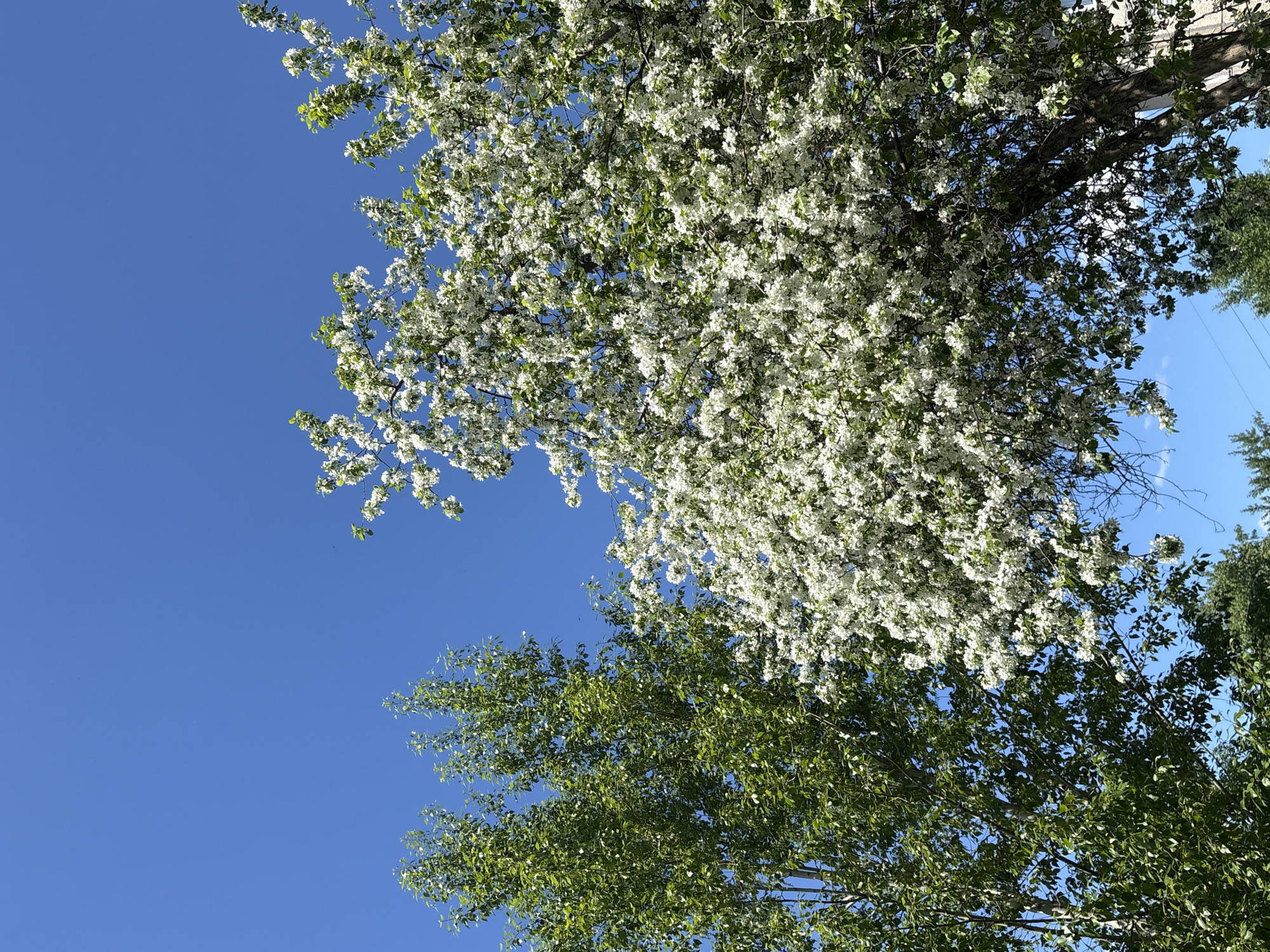 A low-angle shot of the sky and tree canopy. The sky is a bright, clear blue. The trees are green, and the canopy is densely covered in white flowers. The image is cropped so that only the sky and trees are visible.