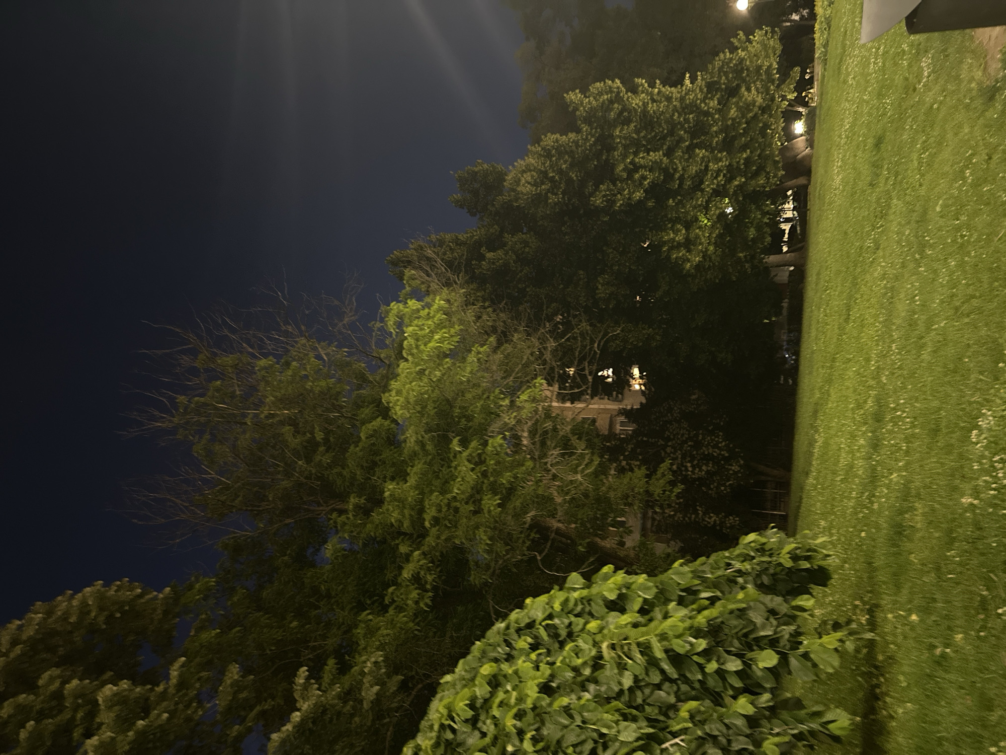 The image depicts a nighttime scene in Sofia, Bulgaria. On the left side, a dark blue sky is visible above a cluster of trees. The trees vary in type, with some being bare-branched and others covered in lush green foliage. In the center of the frame, a building can be seen through the trees. To the right of the trees, a patch of green grass is prominent, sloping upwards towards the top of the frame. The grass appears to be well-maintained. Streetlights are visible, creating some glare and illumination in the scene. The overall ambiance suggests a park or green space within an urban environment.