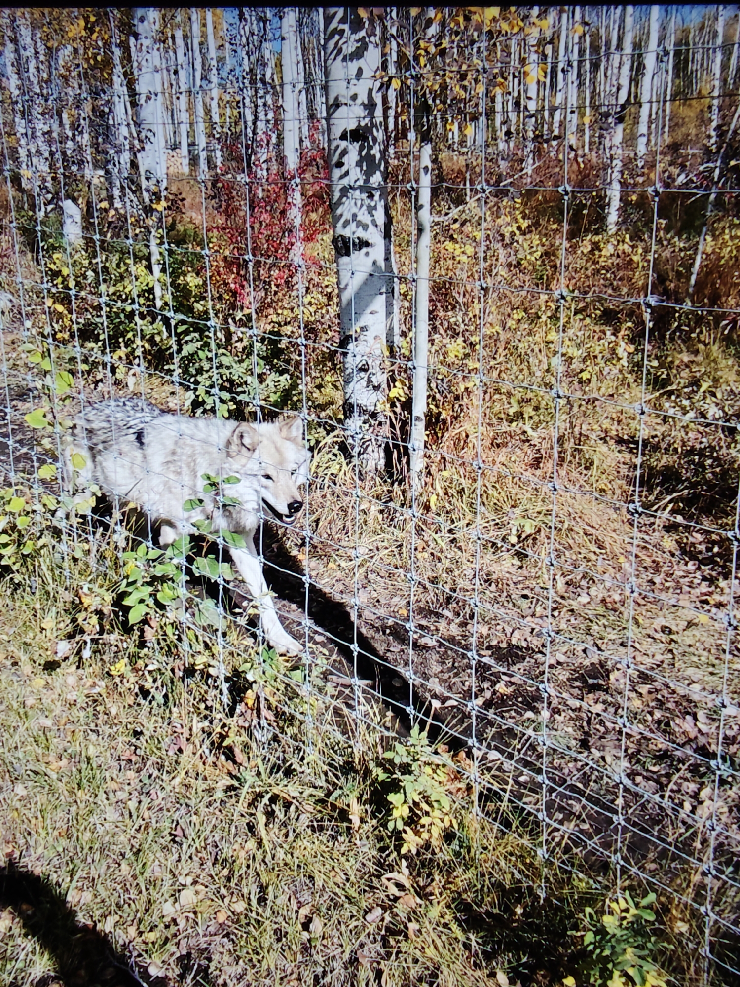 A light-colored wolf with gray and black markings stands behind a chain-link fence in an outdoor enclosure. The wolf is facing to the right, with its mouth slightly open, and appears to be walking. The enclosure is filled with dry grass, fallen leaves, and some green vegetation. In the background, a forest of birch trees with autumn foliage is visible. The scene is set during the daytime. The image is a photograph taken from a slightly elevated angle.