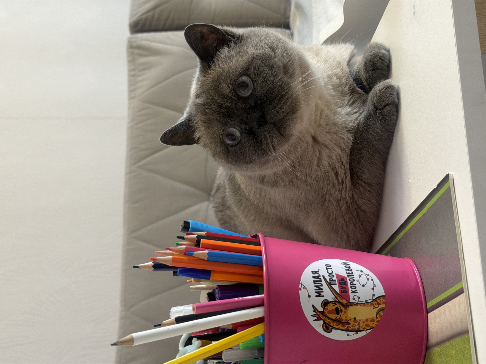 A cat is lying on a white surface, possibly a table. Next to the cat is a pink container filled with colored pencils and pens. The pink container has a sticker on it with text in Russian and an illustration. The cat is gray and beige in color with blue eyes. A light-colored sofa or couch is visible in the background. The location of the image is Rostov-on-Don, Russia.