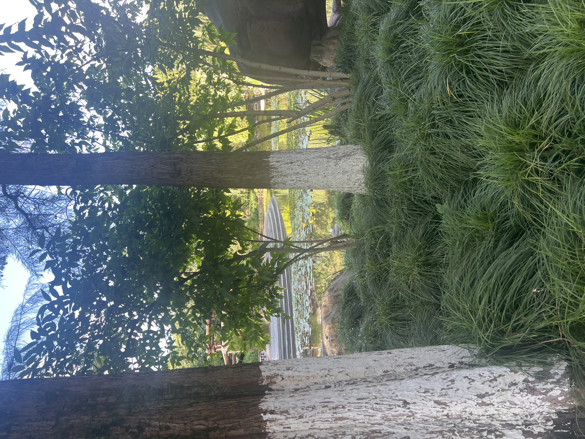 The image depicts a serene natural scene, likely within a park or garden in Liandu District, China. In the foreground, a thick carpet of lush green grass dominates, with tall, slender blades creating a textured ground cover. Two tree trunks, one on the left and one in the center, are partially visible. The trunk on the left is thick and textured, with a portion of its lower base painted white, revealing a weathered texture. The central tree trunk also has a white painted section near its base.
Beyond the dense grass, a tranquil pond is visible, dotted with numerous water lilies. The surface of the water reflects the surrounding greenery and the sky, creating a shimmering effect. In the background, a wooden structure, possibly a gazebo or bridge, can be seen over the pond. The scene is bathed in soft, natural light, suggesting it was taken during the daytime, likely in the late afternoon or early morning given the dappled sunlight filtering through the leaves. The environment appears well-maintained and peaceful, characteristic of a public green space. There are no people or animals visible in the image.