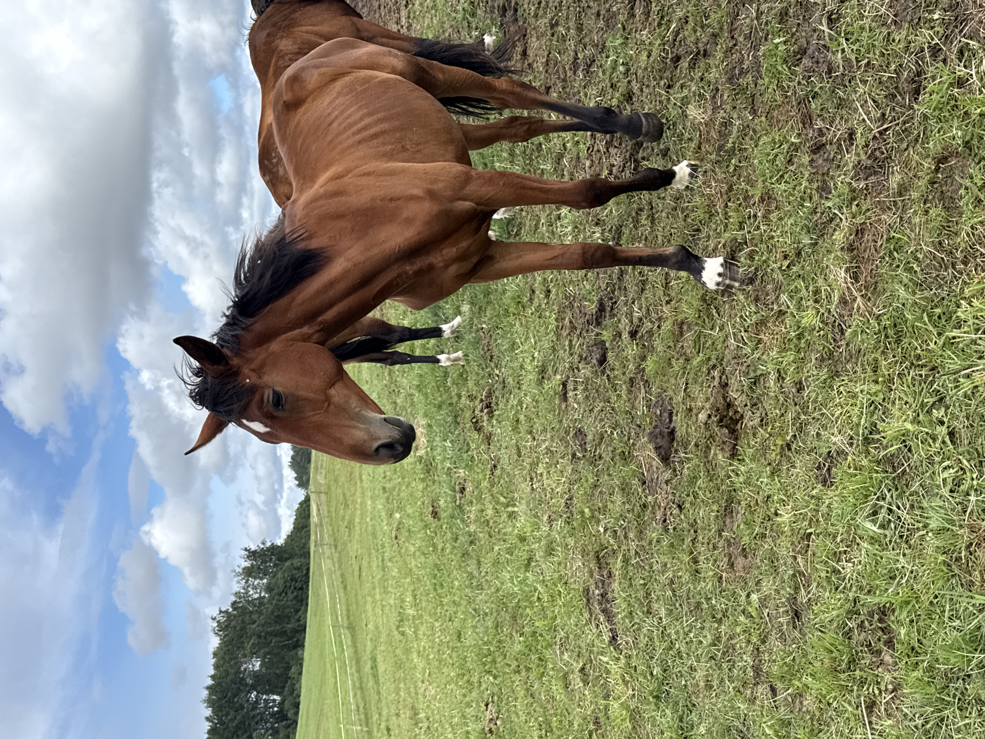 A group of brown horses are in a grassy field in Galinė, Lithuania. The horse in the foreground is facing left and its head is turned slightly towards the camera. It has a white blaze on its forehead. The other horses are partially visible behind it. The field is covered in green grass and some patches of mud. In the background, there is a line of trees and a cloudy sky.
