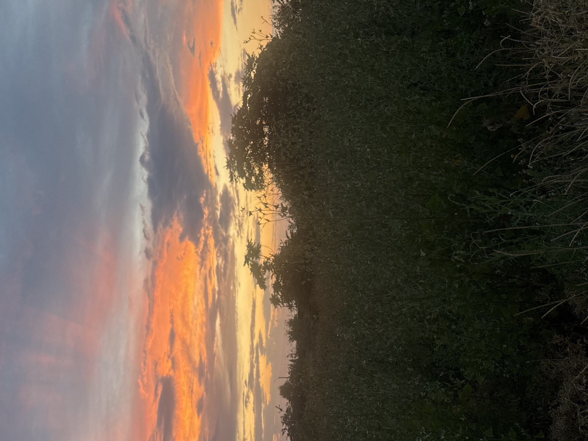 The image shows a field of dense green vegetation in the foreground, with a line of silhouetted trees and bushes forming a natural horizon. The sky above is a dramatic canvas of sunset colors, with vibrant oranges and yellows blending into softer pinks and purples, interspersed with dark, brooding clouds. The overall impression is one of a serene natural landscape at dusk, with the rich colors of the sunset creating a striking contrast against the dark foliage. The location is identified as Avanhard, Ukraine.
