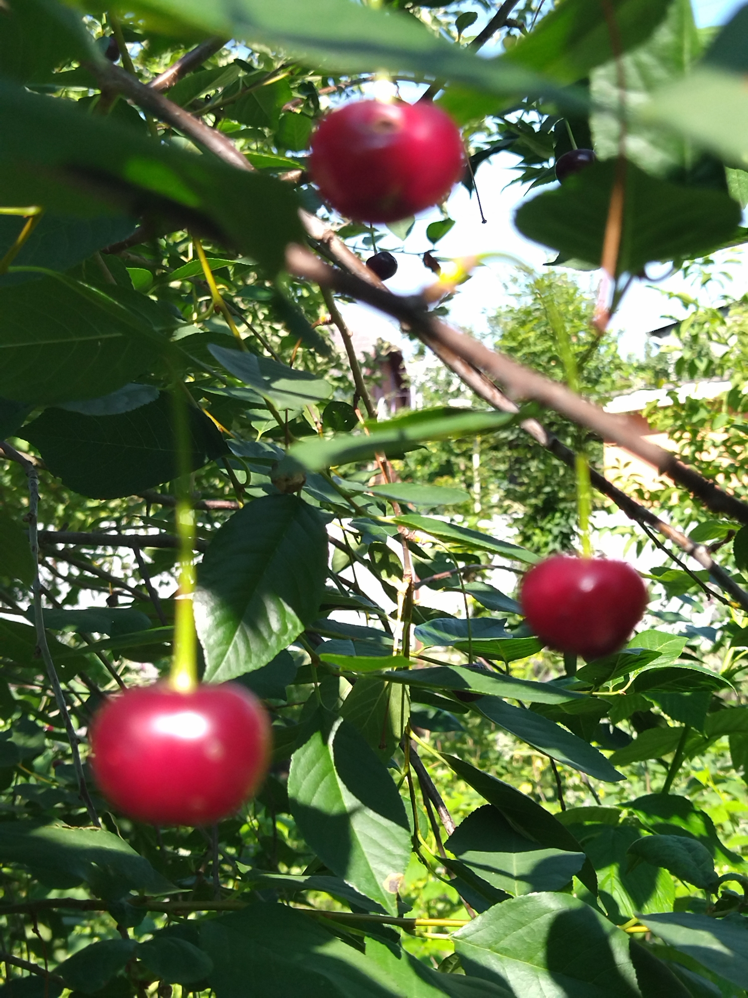 This is a close-up, low-angle shot of ripe cherries hanging from a tree branch, suggesting an outdoor environment, possibly a garden or orchard. The cherries are a vibrant red, with a glossy sheen, and are surrounded by lush green leaves and thinner branches. Sunlight filters through the foliage, creating dappled patterns of light and shadow on the leaves and the fruit. The background is softly blurred, showing more greenery and hints of a structure, possibly a house. The scene is characteristic of a summer day in a temperate climate. This image is unlikely to be from Khmelnytskyi, Ukraine, as there are no identifiable landmarks or context clues within the image that place it in that specific location.