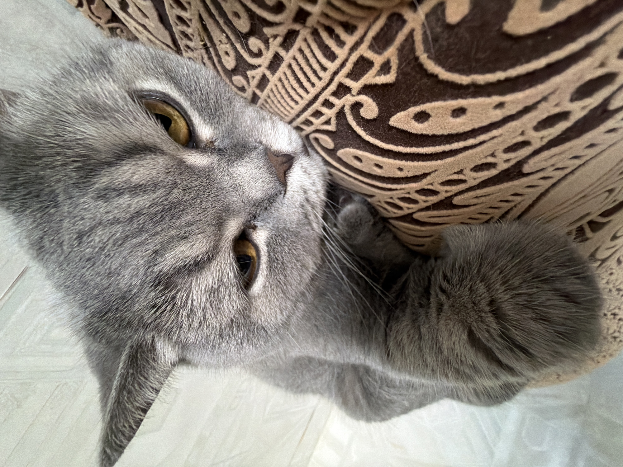A grey cat is lying on a brown and beige patterned surface, possibly a cushion or rug. The cat has yellow eyes and grey fur. The surface underneath the cat appears to be a white, possibly plastic, material. The location of the image is unknown.