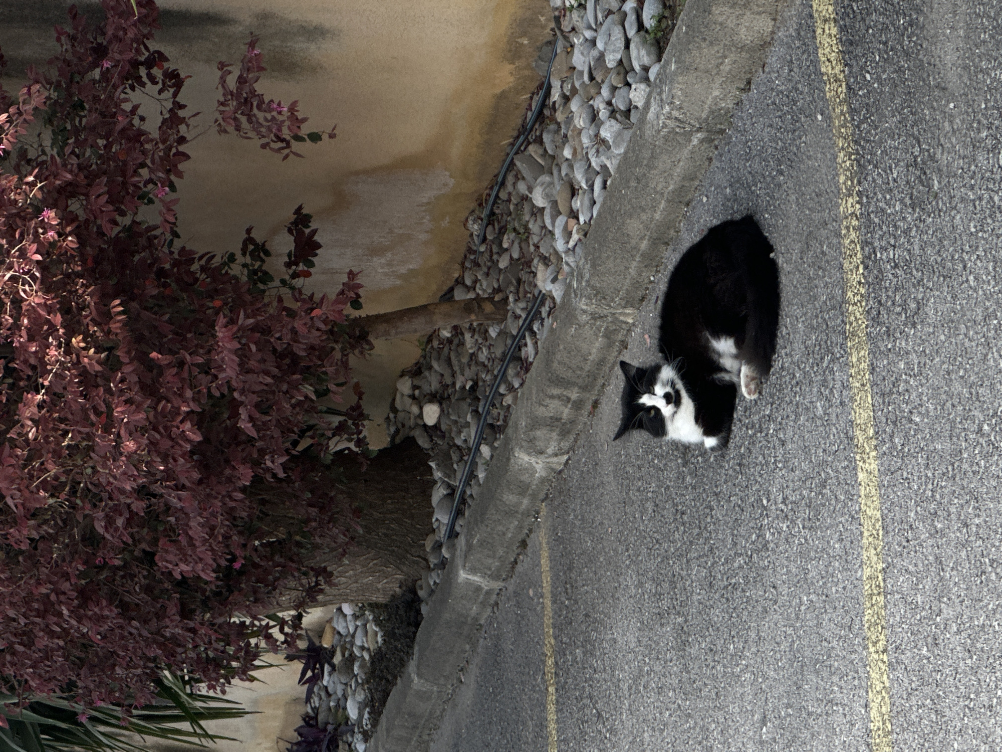 A black and white cat is lying on a gray asphalt surface marked with a yellow line. The edge of the asphalt is bordered by a concrete curb, beyond which lies a strip of pebbles. Adjacent to the pebbles is a beige-colored wall. To the left, a burgundy-leaved plant is visible. The location is suggested to be in the city of Šušanj, Montenegro.