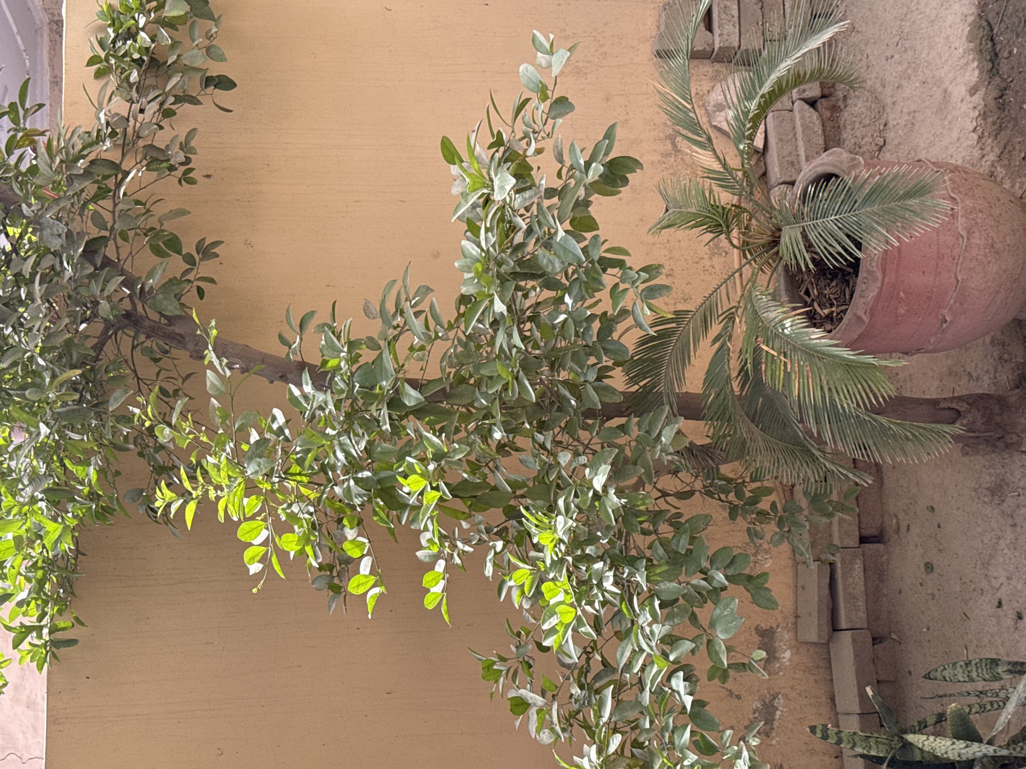 The image shows a tan wall with two plants in front of it. On the left, there is a plant with small, rounded green leaves growing along a branch. The leaves are brightly lit by the sun. To the right of this plant, there is a potted palm. The pot is a large, terracotta-colored vessel. The palm fronds fan out around the pot. Behind the pot, there are a few pale bricks. In the lower right corner of the image, a snake plant can be seen. The location is a city in Unknown, Unknown.