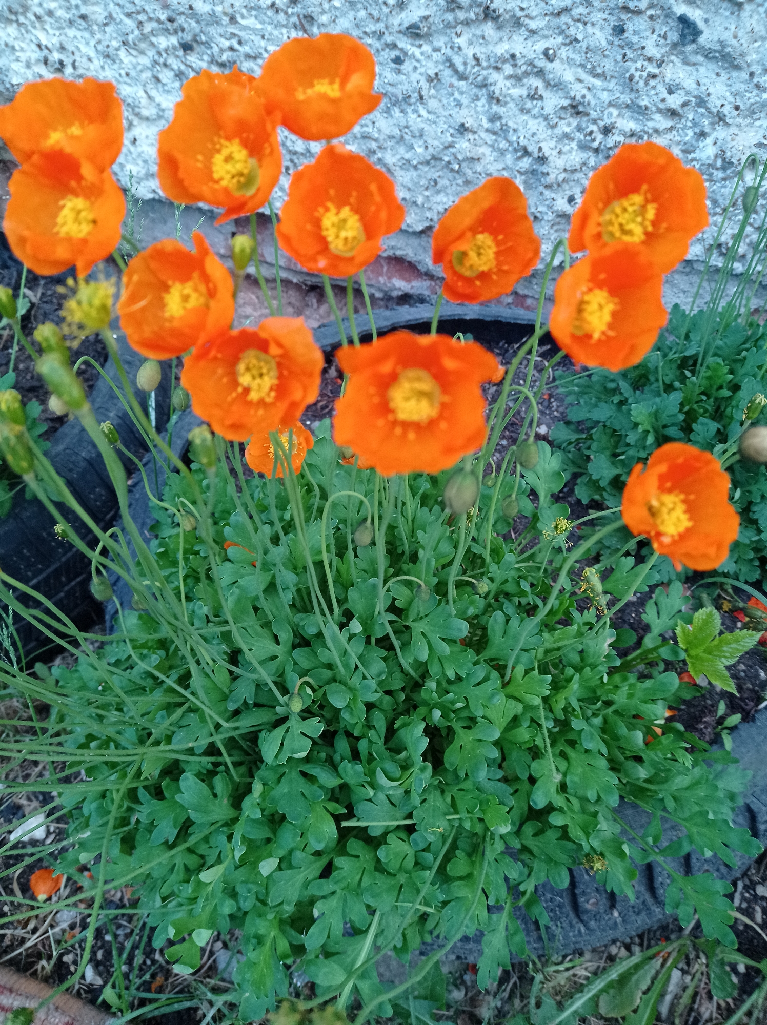 The image shows a cluster of orange poppy flowers with yellow centers growing in a tire-lined garden against a light-colored wall. The flowers are in various stages of bloom, with some buds still closed. The garden is full of green leafy plants. The photo does not show any recognizable elements related to Degtyarsk, Russia.