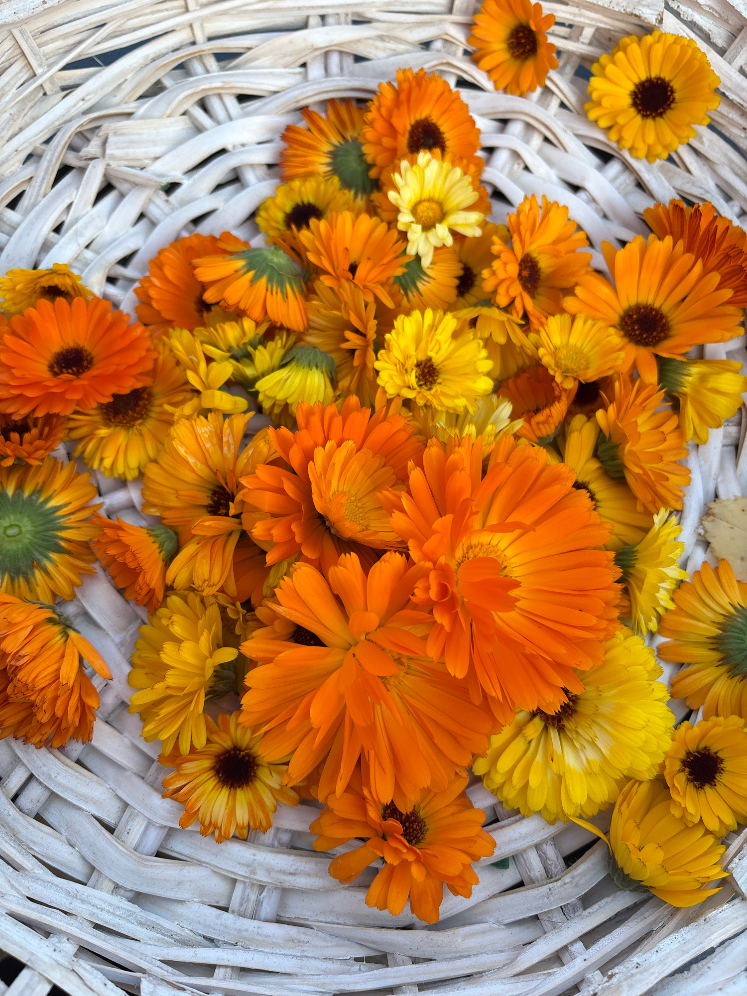 A close-up, overhead shot shows a white, woven basket filled with numerous, bright orange and yellow calendula flowers. The flowers are of varying sizes, with some fully bloomed and others still slightly closed. The basket is constructed from interwoven strips of material, creating a textured surface. The image provides no information about the city of Murakino, Russia, nor does it depict any people, actions, or interactions. It is a still life of flowers in a basket.