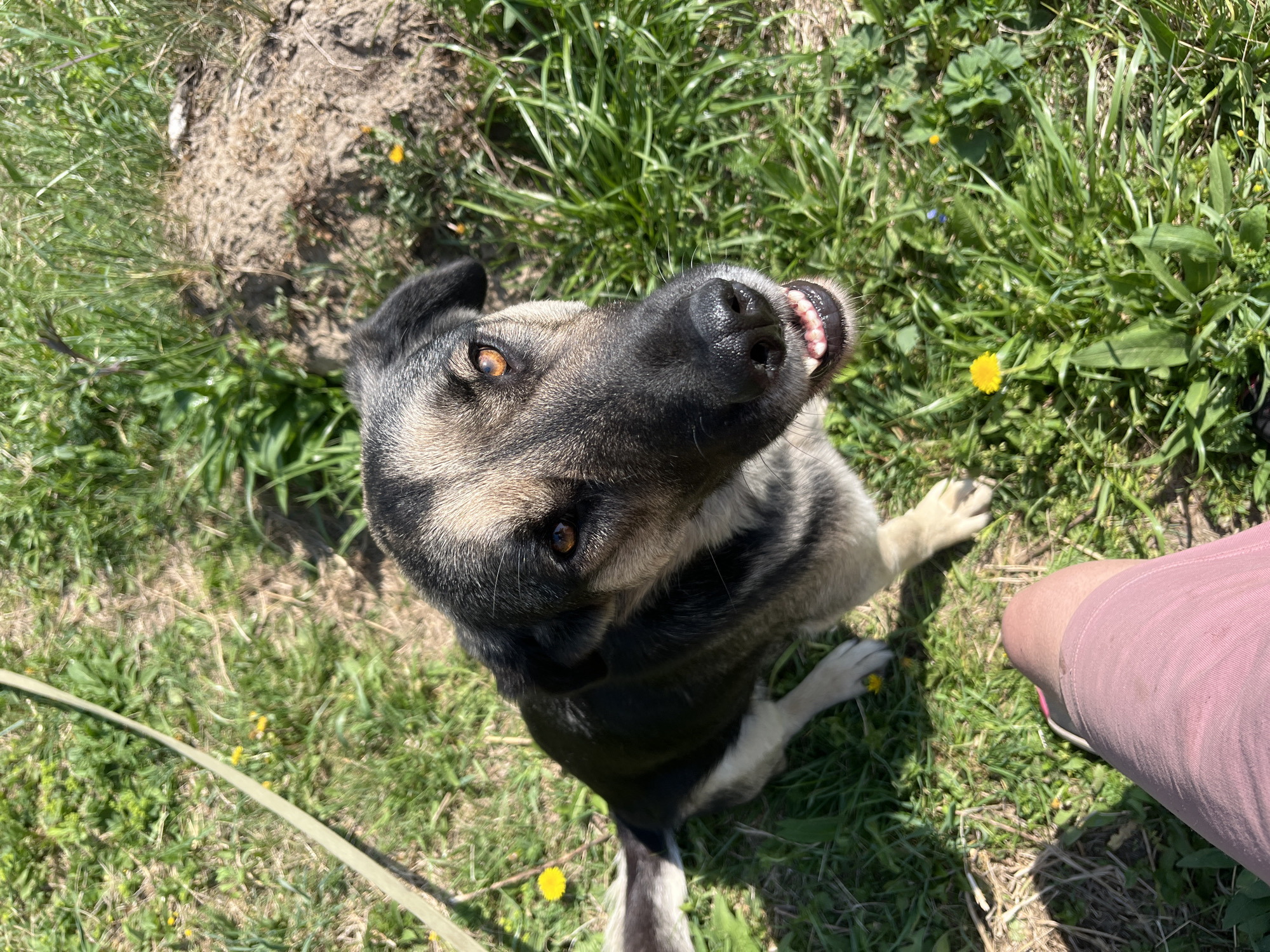 A medium-sized dog sits in grass with yellow dandelions. The dog is looking up toward the camera. A leash lies on the ground next to the dog. A person's leg is visible on the right side of the frame. A patch of dirt is visible in the upper left corner. The location is outdoors.