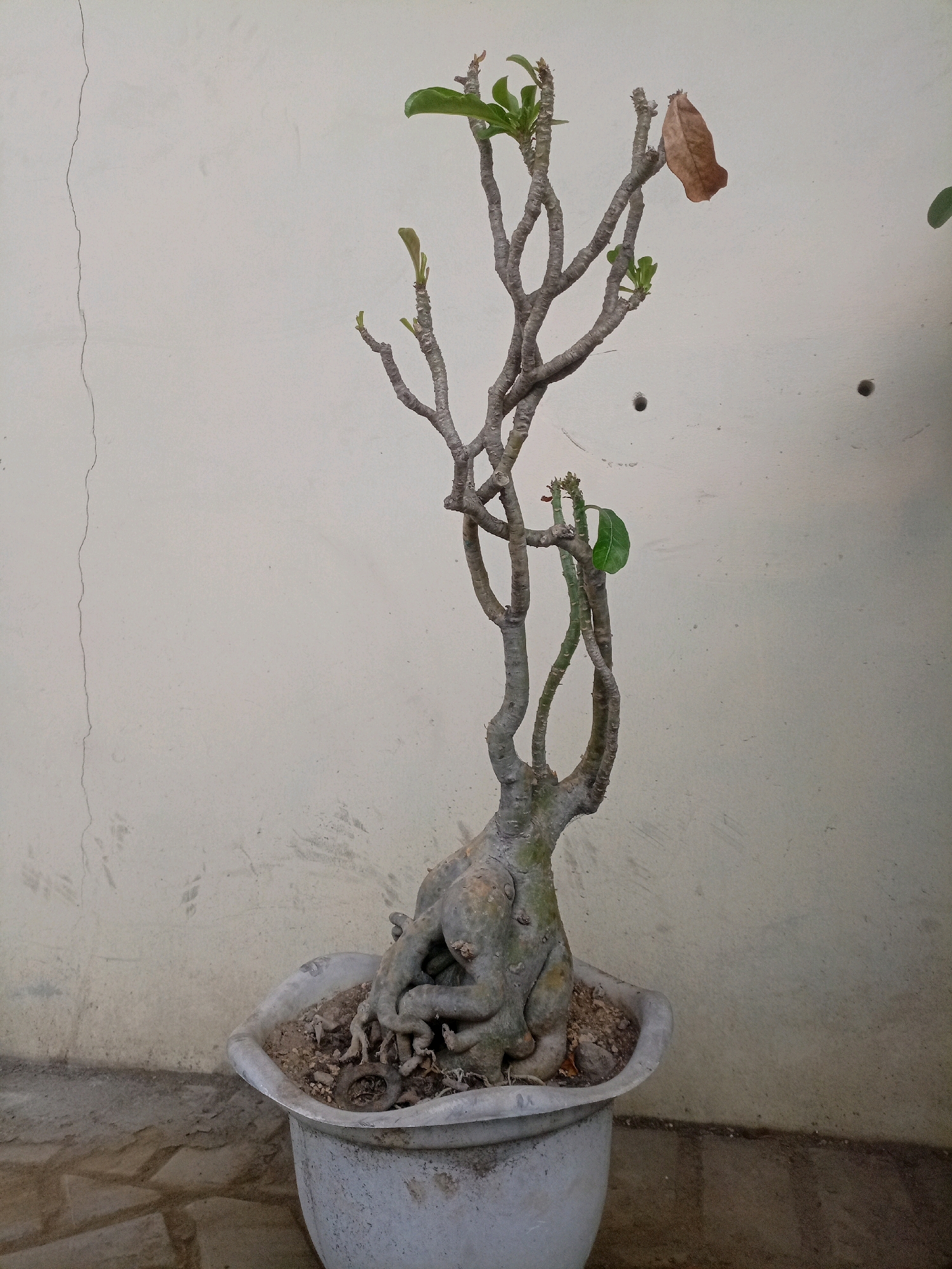 A close-up, eye-level, full shot captures a potted plant with a thick, gnarled base and multiple branches extending upwards. The plant, possibly an Adenium, is in a grey, oval-shaped pot filled with soil and small rocks. The lower section of the pot is visible, resting on a patterned concrete surface. Behind the plant, a pale, textured wall with a vertical crack and two small, dark circular marks serves as the backdrop. The lighting appears natural, suggesting an outdoor setting. The plant exhibits a few green leaves sprouting from its branches, while one dry, brown leaf hangs from a branch on the upper right side, indicating seasonal change or a need for care. The overall scene suggests a quiet, possibly urban environment in Sumbersari, Indonesia, likely a residential area or garden.
