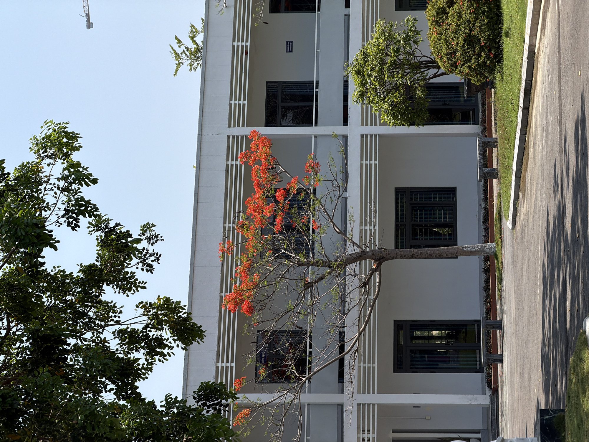 The image depicts a multi-story white building with a tree featuring orange flowers in front of it. The building has multiple windows and vertical architectural elements. To the left of the building, there's a large green tree. A paved road or sidewalk runs along the right side of the building, marked with light and shadow patterns. In the distance, a crane is visible in the sky. The scene is possibly located in Đà Nẵng, Vietnam, based on the architectural style and vegetation.