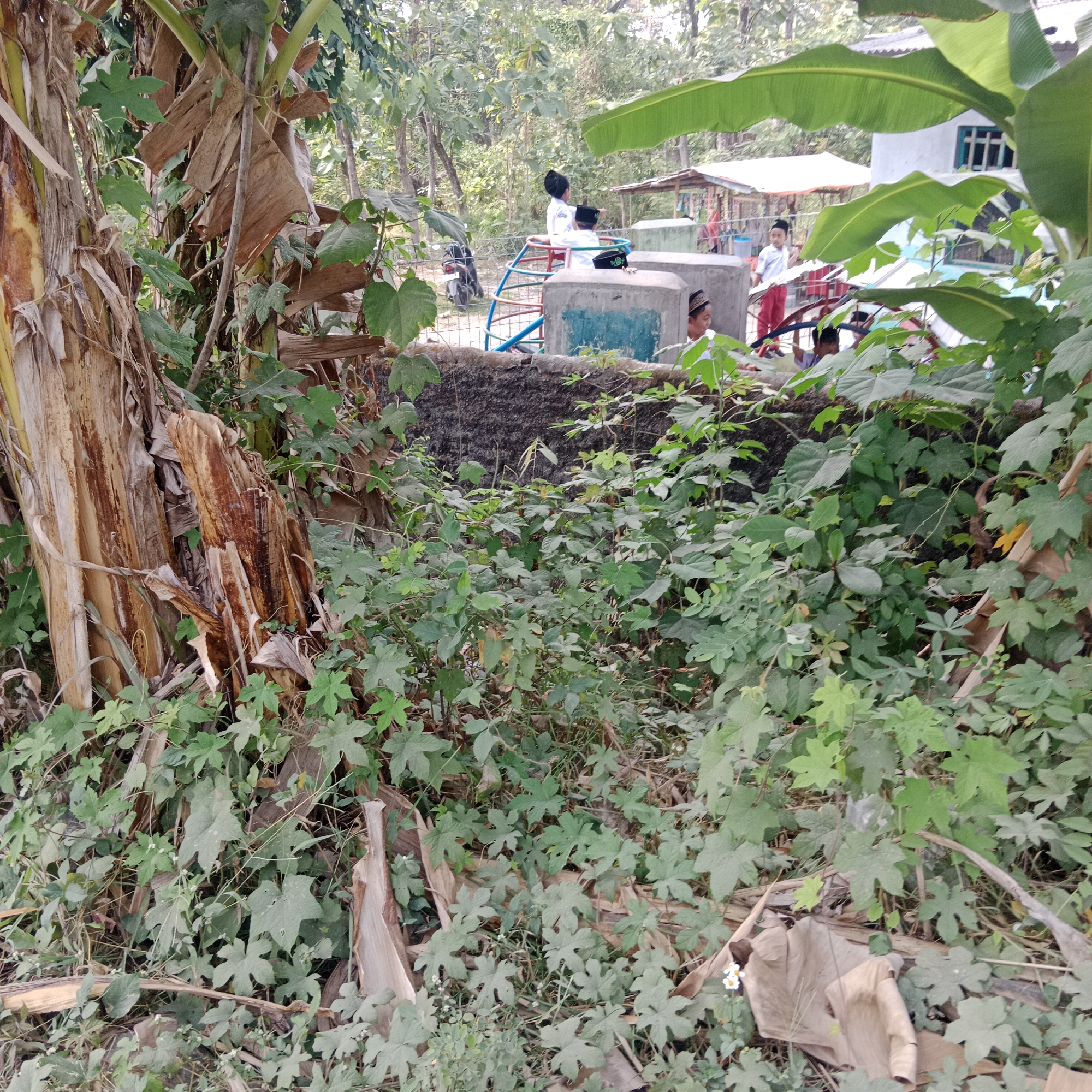 In Tegowanu Kulon, Indonesia, a scene unfolds at what appears to be a communal area, possibly a playground or schoolyard, partially obscured by abundant foliage. The foreground is dominated by dense green vegetation, including large, five-lobed leaves and the dry, fibrous stalks of a banana plant. Scattered amongst the green are fallen brown leaves and dried plant material.
Further back, a low concrete wall runs horizontally across the mid-ground, partially covered by vines and leaves. Behind the wall, a colorful, multi-colored children's climbing frame, with red, blue, and green steps, is visible. Next to it, two concrete structures, likely part of a water feature or seating area, are present.
Several young people are present in the background. Two individuals, appearing to be children, are wearing white shirts and dark headwear, one pointing towards something to the right. Another person, also in a white shirt and dark headwear, is partially visible to the left. A small, open-sided structure with a roof, possibly a shelter or stall, stands behind the climbing frame. A motorcycle is parked to the left of the climbing frame. The environment is characterized by lush greenery and trees, suggesting a rural or semi-rural setting. The lighting indicates it is daytime, with the sun casting soft shadows.