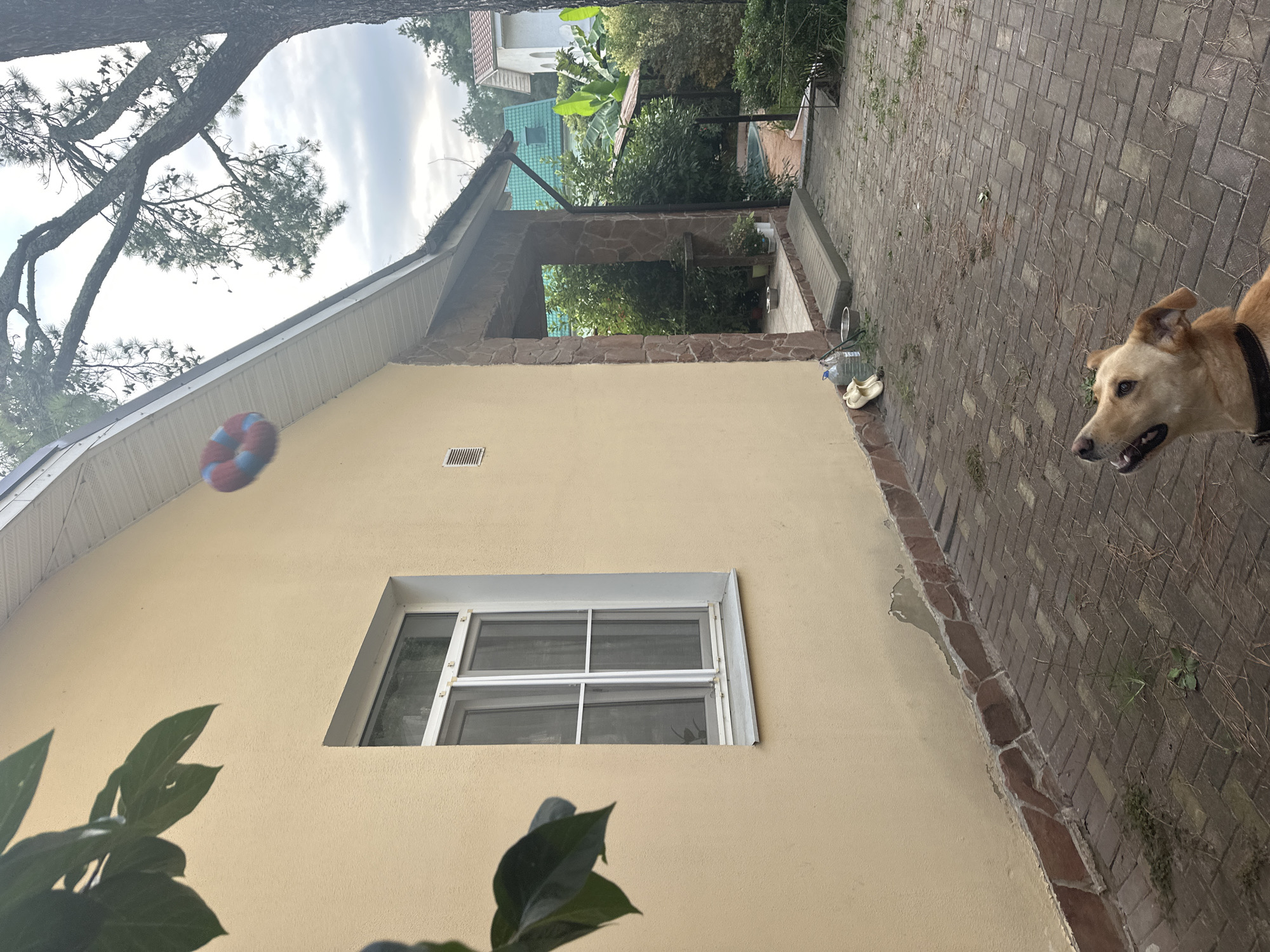 A light tan, medium-sized dog with a black collar is looking up at a ring-shaped toy, possibly a frisbee or chew toy, that is suspended in mid-air. The toy is red, blue, and white. The scene appears to be an outdoor patio area in front of a single-story house with a light yellow stucco exterior. A window with white trim is visible on the left side of the house. To the right, there is a covered porch area with stone pillars. The ground is paved with rectangular bricks. Trees and lush green foliage are visible in the background, suggesting a warm climate. The sky is overcast. The location is identified as Sochi, Russia.