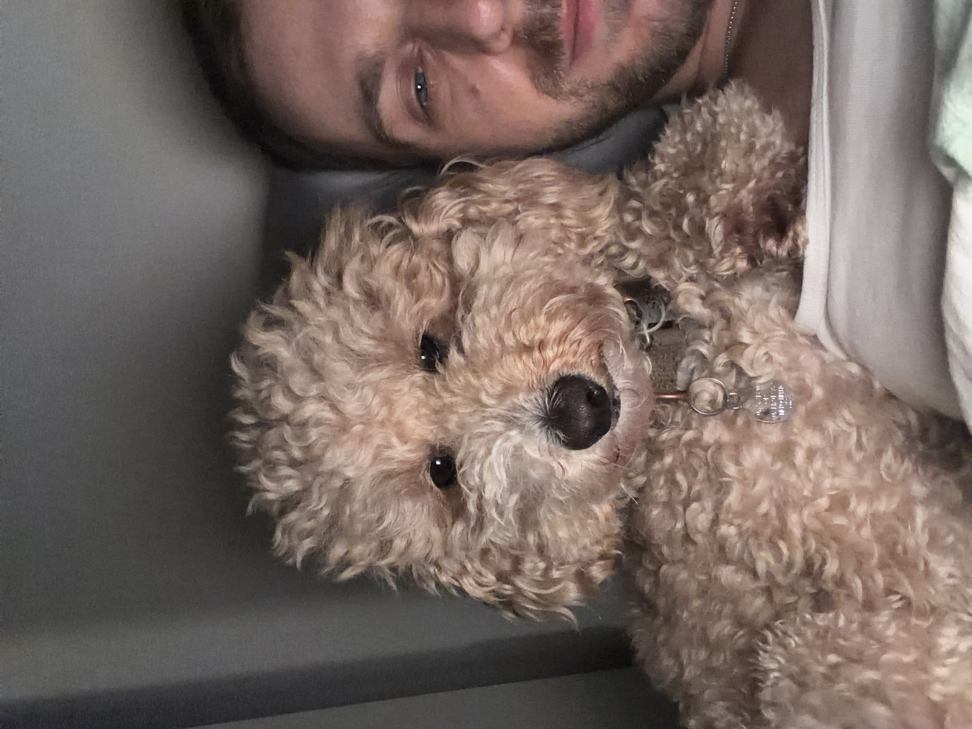 A man with a light beard and blue eyes is lying down next to a tan poodle. The poodle is wearing a collar with tags. They appear to be lying on a gray surface with a white shirt or sheet partially covering them. The location is indeterminable from this image.