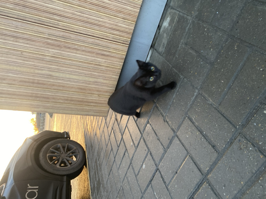 A black cat with bright green eyes looks up at the camera, its paw slightly raised, against a background of grey brick pavers. To the left, a beige horizontal-slat wall contrasts with the grey bricks. A car tire and lower portion of the car are visible at the lower left edge of the frame, suggesting the cat's location in a driveway or parking area. The lighting indicates it may be late afternoon.