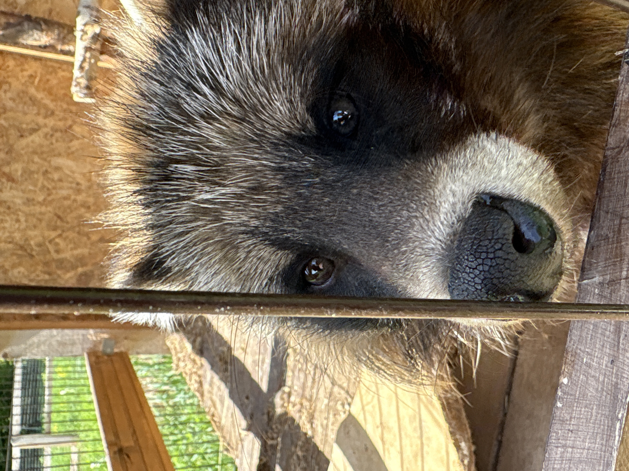 A raccoon is peering out of a wooden enclosure. The raccoon is close to the camera, displaying its face with its black eyes and nose. The background includes greenery and what appear to be wooden structures and cage bars. It is uncertain if the image location is in Sibir', Russia.
