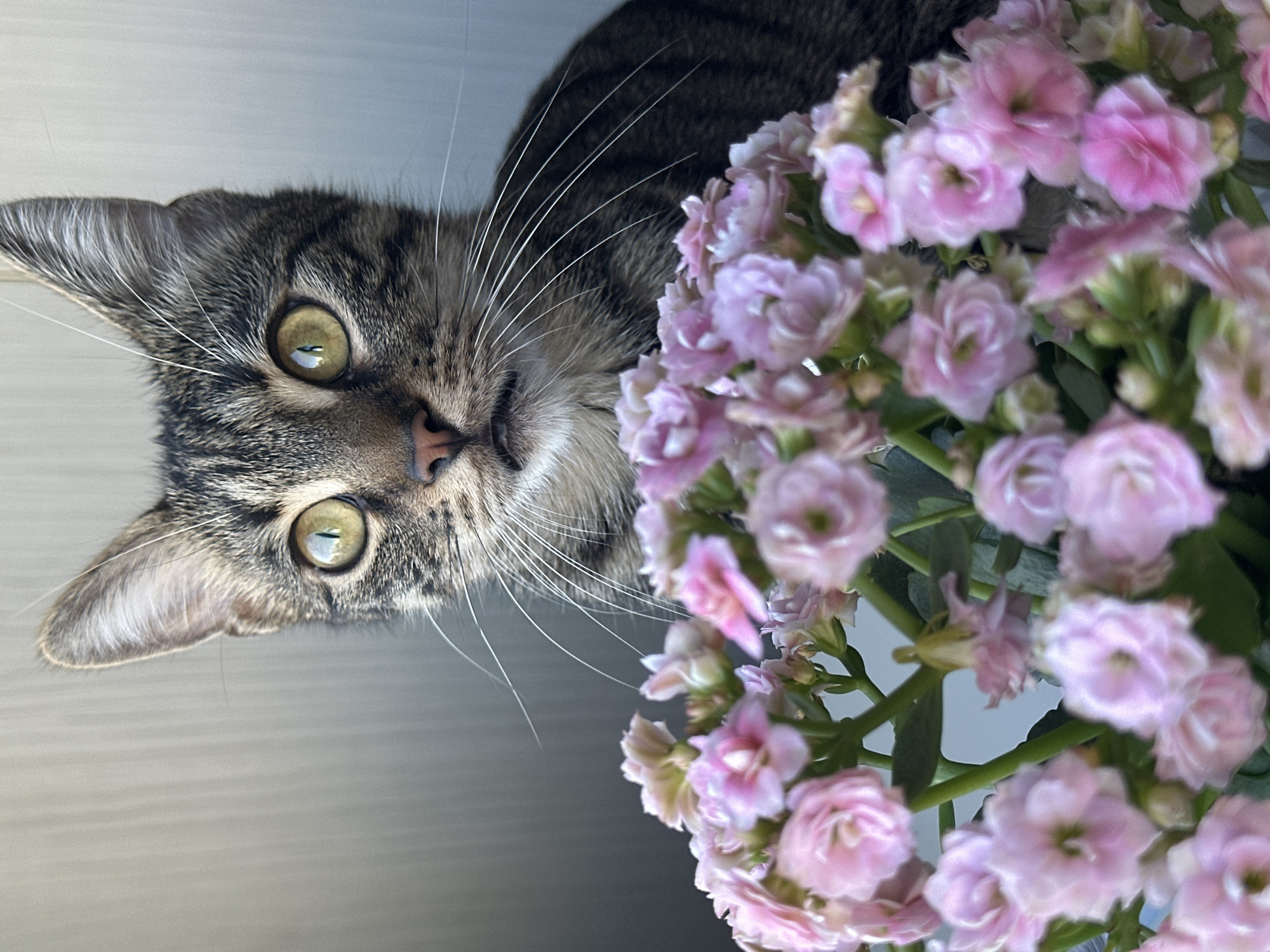 A close-up, eye-level shot focuses on a tabby cat's face, positioned behind a cluster of pink flowers. The cat's large, expressive green eyes are wide open and gazing directly at the camera. Its ears are perked up, and its mouth is slightly ajar, revealing a glimpse of its teeth and tongue. The cat's fur is a mix of brown, black, and grey tabby markings. The pink flowers, in sharp focus in the foreground, have multiple delicate petals. The background is a soft, neutral grey with vertical lines, suggesting a wall or blinds. The lighting is bright, casting minimal shadows. The scene appears to be indoors, possibly on a windowsill or table, with no discernible outdoor elements or specific urban context from Sofia, Bulgaria.