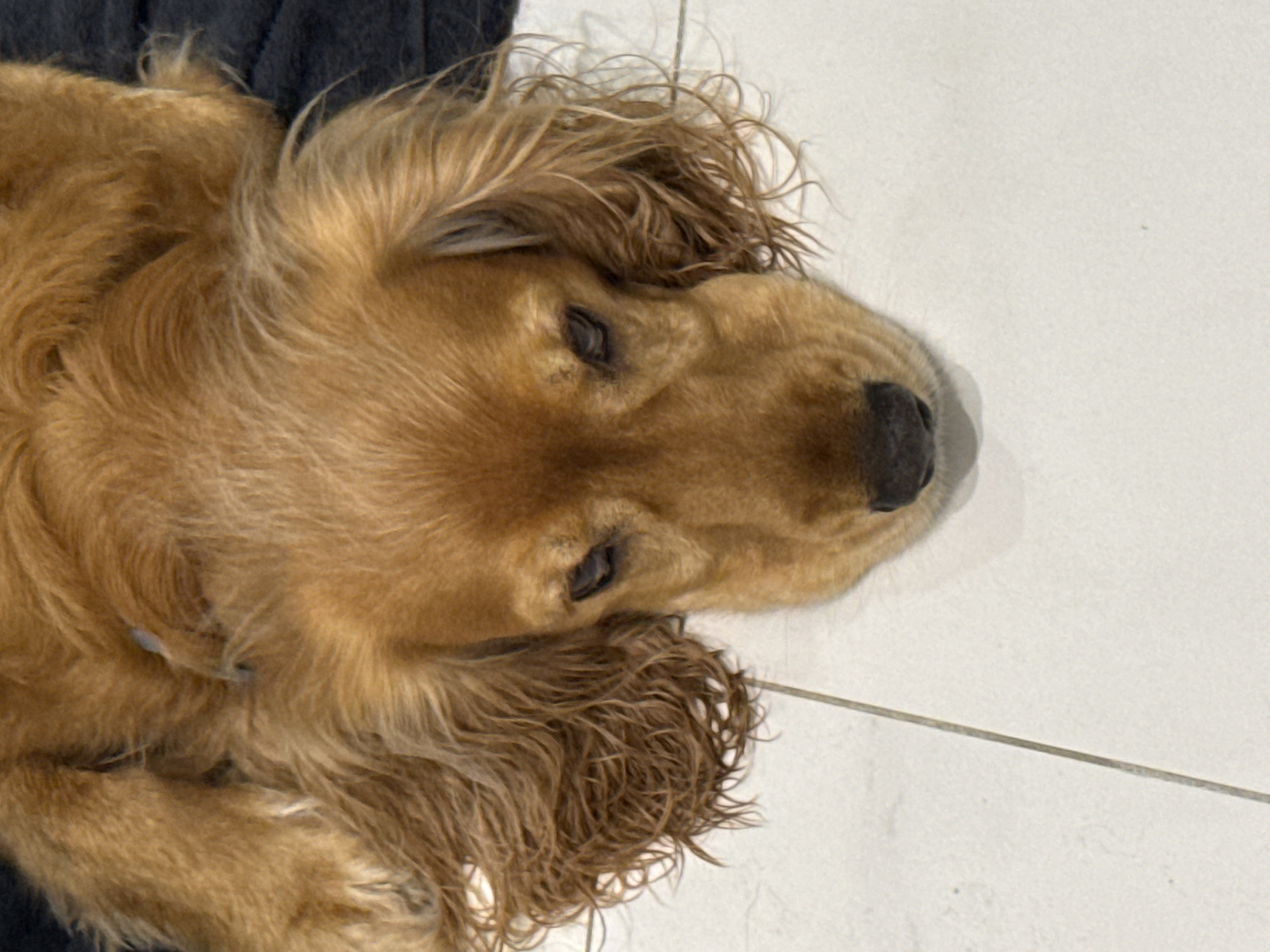 A close-up, high-angle shot shows the head of a golden-brown dog resting on a light-colored tiled floor. The dog's eyes are partially closed, and its fur appears somewhat wet and wavy, particularly around its ears. The background consists of a dark fabric. The image provides no information about a city or location.