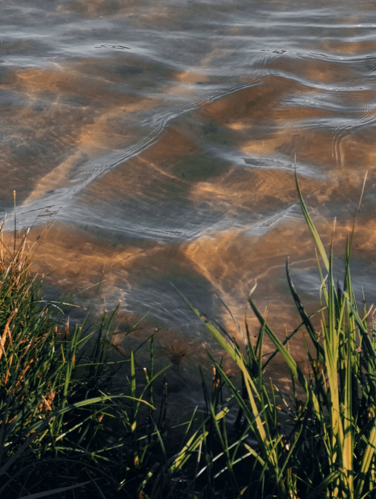 A close-up, low-angle shot captures the surface of dark, rippling water illuminated by golden sunlight. The water's surface displays intricate patterns of light and shadow, suggesting movement and depth. In the foreground, lush green grass and reeds form a dense border, their blades sharply defined against the bokeh background of the water. The overall impression is one of a natural, serene waterside environment.