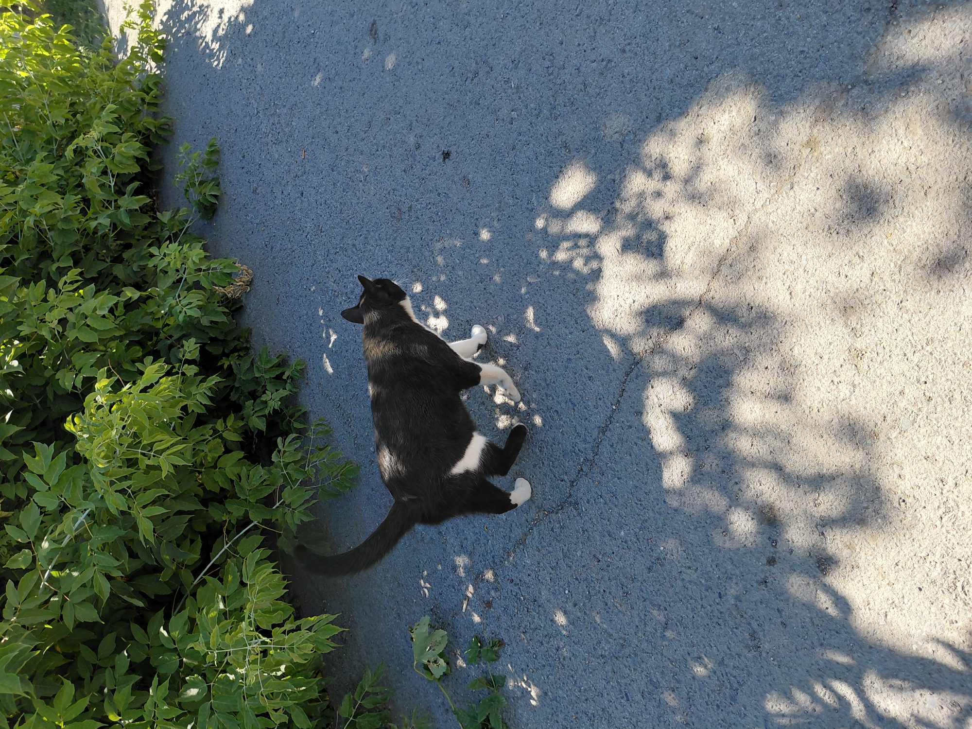 A black and white cat walks on an asphalt path near a dense green bush on a sunny day. The cat has white paws and a white patch on its chest. Shadows of leaves are cast on the ground, creating a dappled effect. The scene appears to be outdoors, possibly in a park or residential area.