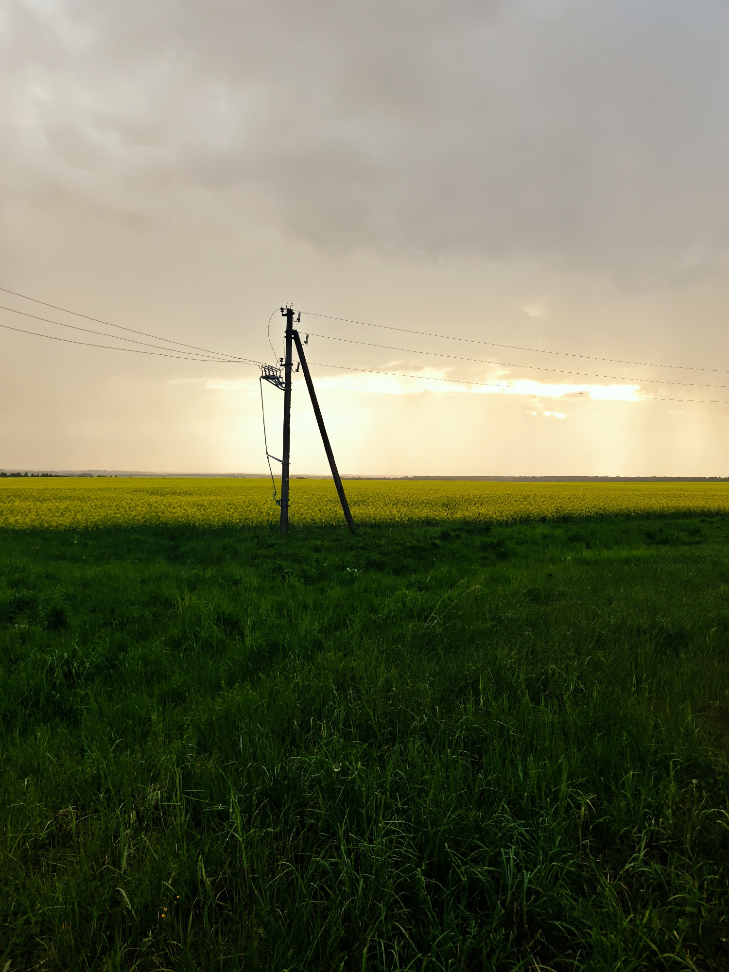 The image depicts a rural scene in Селково, Russia. A wooden utility pole stands in a field, supported by a diagonal brace. Power lines extend horizontally from the pole. Behind the pole is a field of yellow flowers and a dark green field, possibly rapeseed. The sky is overcast with a golden hue, suggesting either sunrise or sunset. The foreground consists of a field of green grass. No people or animals are visible in the image.