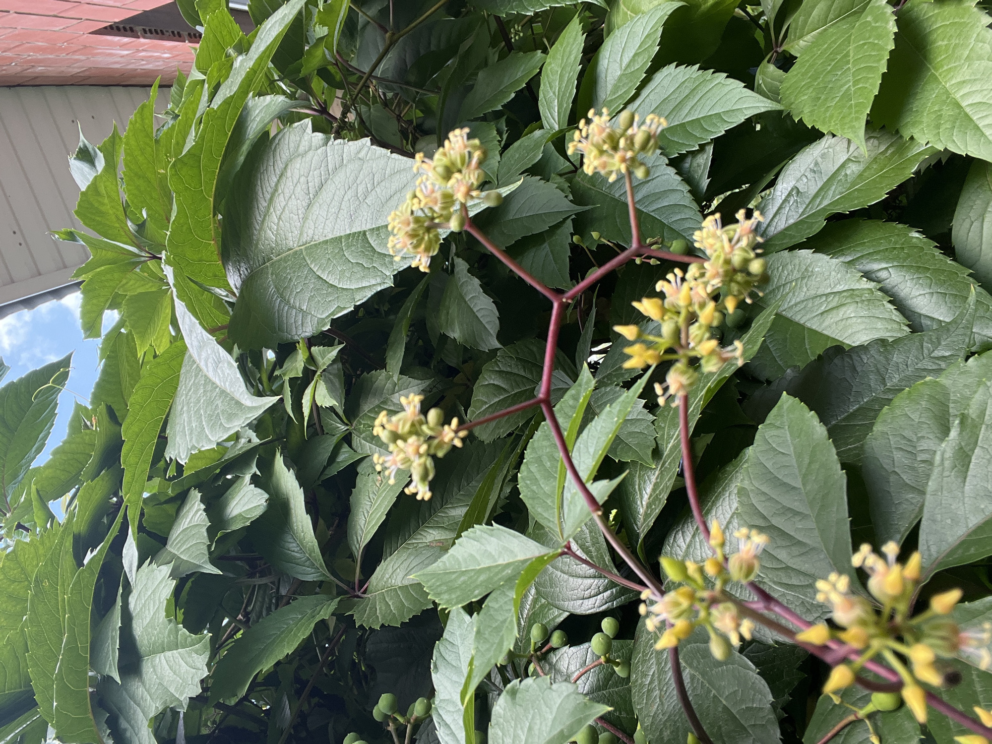 An outdoor, eye-level, medium shot captures a close-up of lush green foliage with clusters of small, pale yellow flowers and green berries. The leaves are large, with serrated edges and prominent veins, forming a dense canopy. Thin, reddish-brown stems weave through the leaves, supporting the delicate flower clusters, each with multiple tiny petals and stamens. Some green, berry-like fruits are visible, hinting at the plant's reproductive cycle. In the upper right corner, a sliver of a red brick building and a white eave are visible, suggesting an urban or suburban setting. The background consists of more dense greenery, with patches of bright blue sky peeking through the leaves, indicating an outdoor environment on a clear day. The overall impression is one of natural growth encroaching on a man-made structure, a common sight in Saratov, Russia, where such climbing plants often adorn buildings and fences.