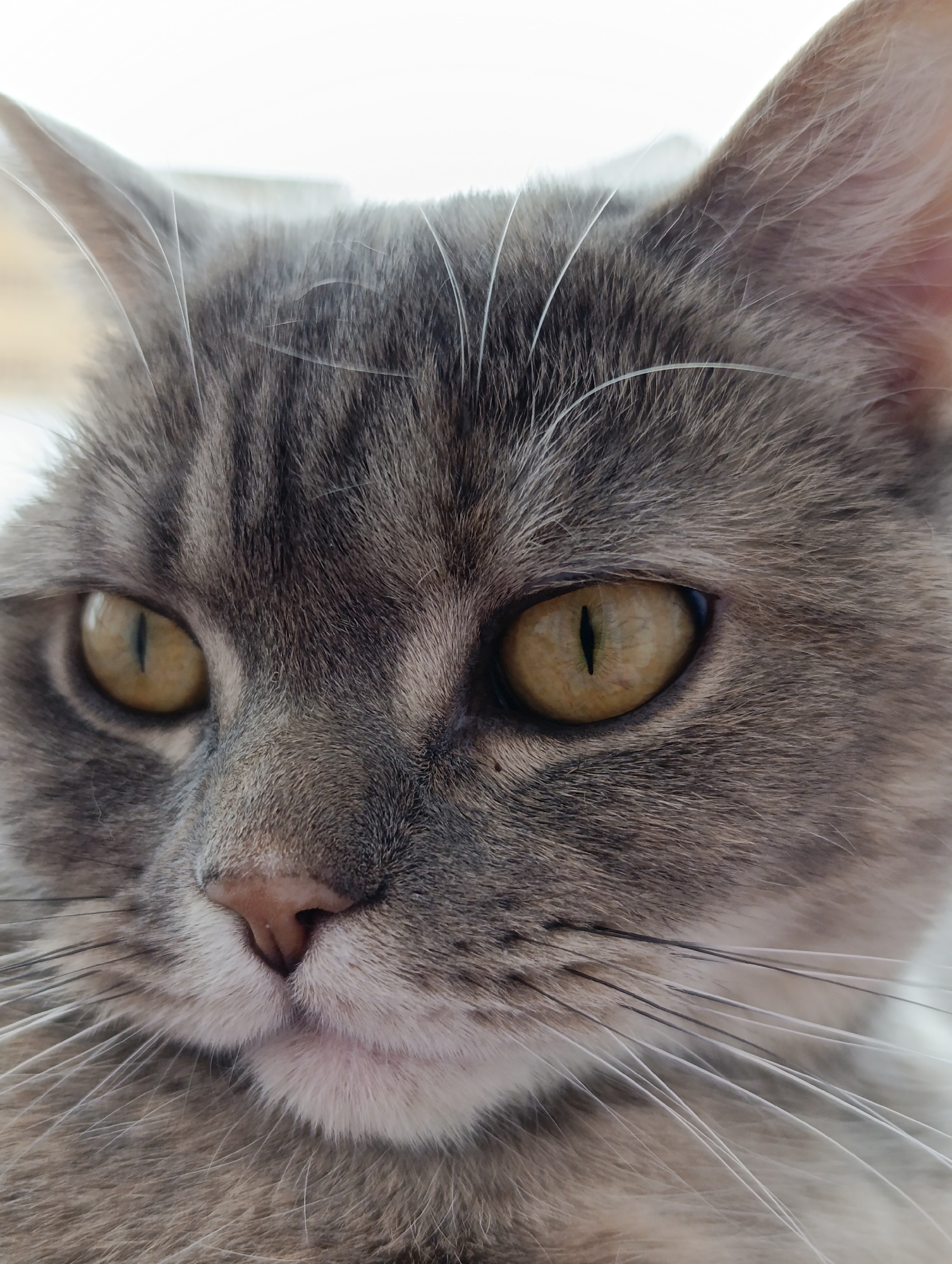 The image is a close-up shot of a gray tabby cat. The cat has light yellow eyes with vertical pupils. Its nose is pink, and its whiskers are white. The background is out of focus and appears to be light-colored. There is no information to link this photo to the city of Chaikovsky, Russia.