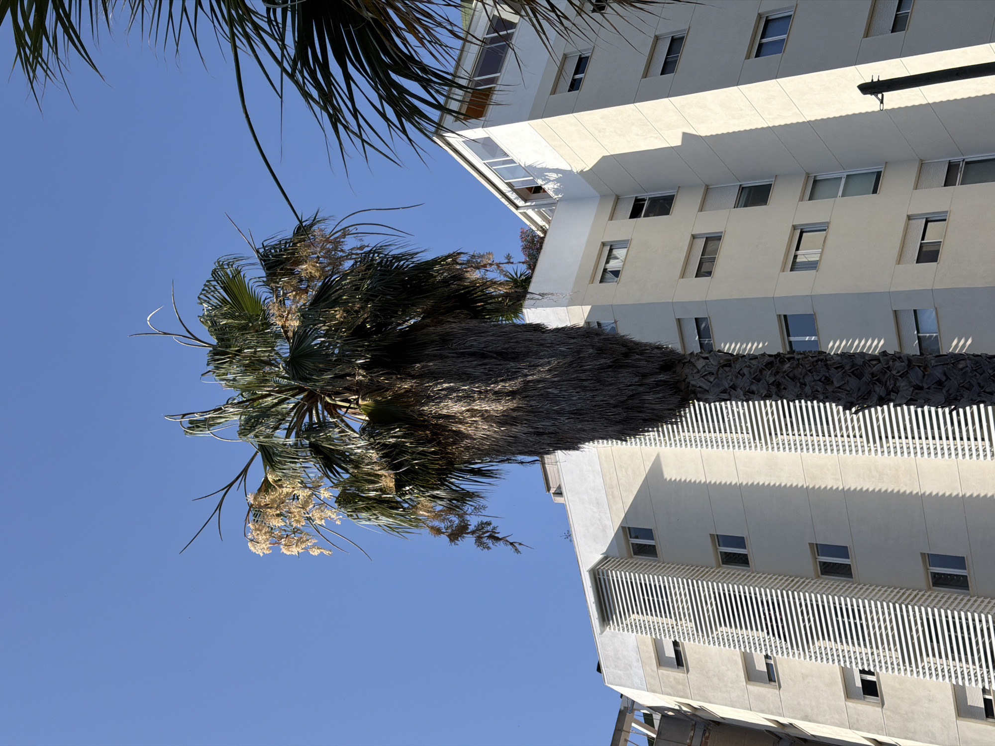 This image captures a view of a light-colored, multi-story building with numerous windows, situated in Valencia, Spain. A tall palm tree with dry fronds dominates the foreground, partially obscuring the building. The sky is a clear, bright blue. The architecture of the building features a modern design with white horizontal louvers on the facade of one section. The overall scene suggests a sunny day in an urban environment.