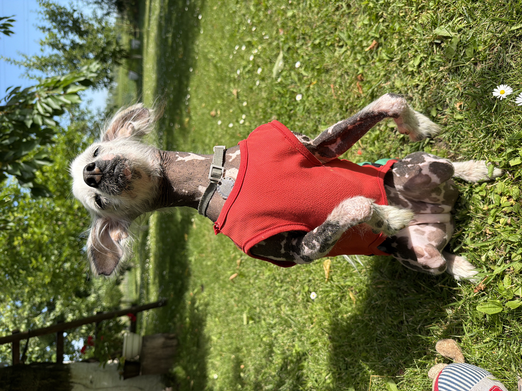 A Chinese Crested dog, wearing a red shirt and a collar, sits in a grassy yard in Kozova, Ukraine. The dog's head is tilted back, and its eyes are closed, suggesting it is enjoying the sun. The yard is filled with green grass and some white flowers, and trees are visible in the background. A ladder leans against a tree on the left side of the image.