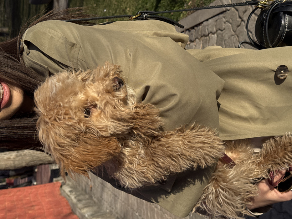 An outdoor scene in Yerevan, Armenia, depicts a person holding a small, light brown, curly-haired dog resembling a Poodle. The visible portion of the person includes long dark hair and a lower face showing a smiling mouth with dental braces. The person is wearing an olive green trench coat. The dog is held in the person's arms, its head turned to the right. A dark shoulder bag with gold hardware is slung over the person's right shoulder. A pair of dark sunglasses is held in the person's left hand, partially obscured by the dog's fur. The background features a paved surface, green grass, and tree trunks, with a reddish-orange structure on the far left. The scene is illuminated by strong sunlight, creating distinct shadows.