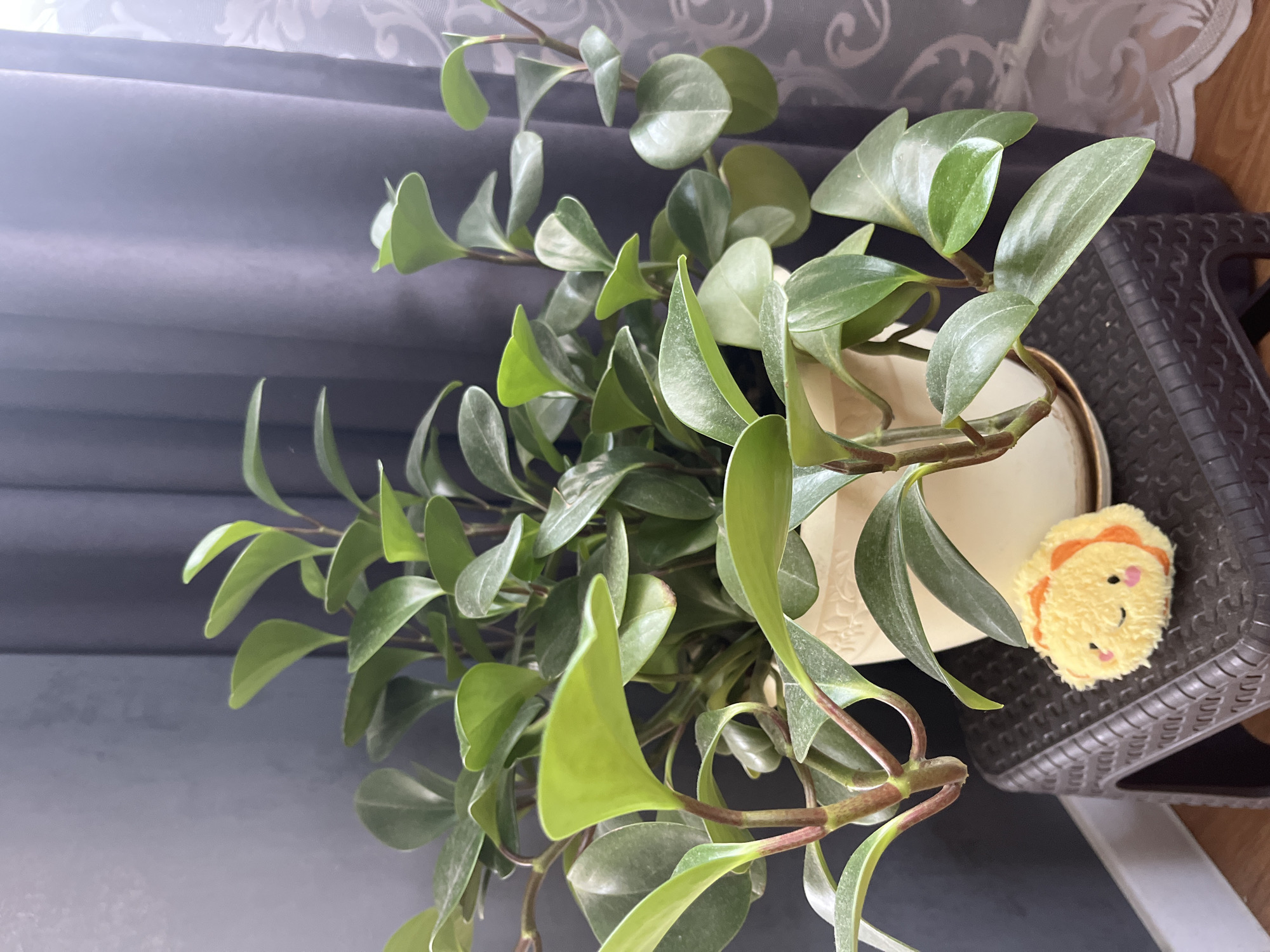 The image depicts a potted plant, likely a Peperomia, situated on a small, dark brown plastic stool. The plant has numerous green, fleshy leaves and is housed in a light-colored, possibly ceramic, pot with a decorative rim. A small, plush toy, resembling a yellow food item with orange accents and a cute face, rests on the stool next to the pot. The background features dark gray curtains on the left and a sheer, patterned curtain on the right, suggesting an indoor setting. The floor visible at the bottom right is wooden. There is no identifiable information to place the scene within the city of Saratov, Russia.