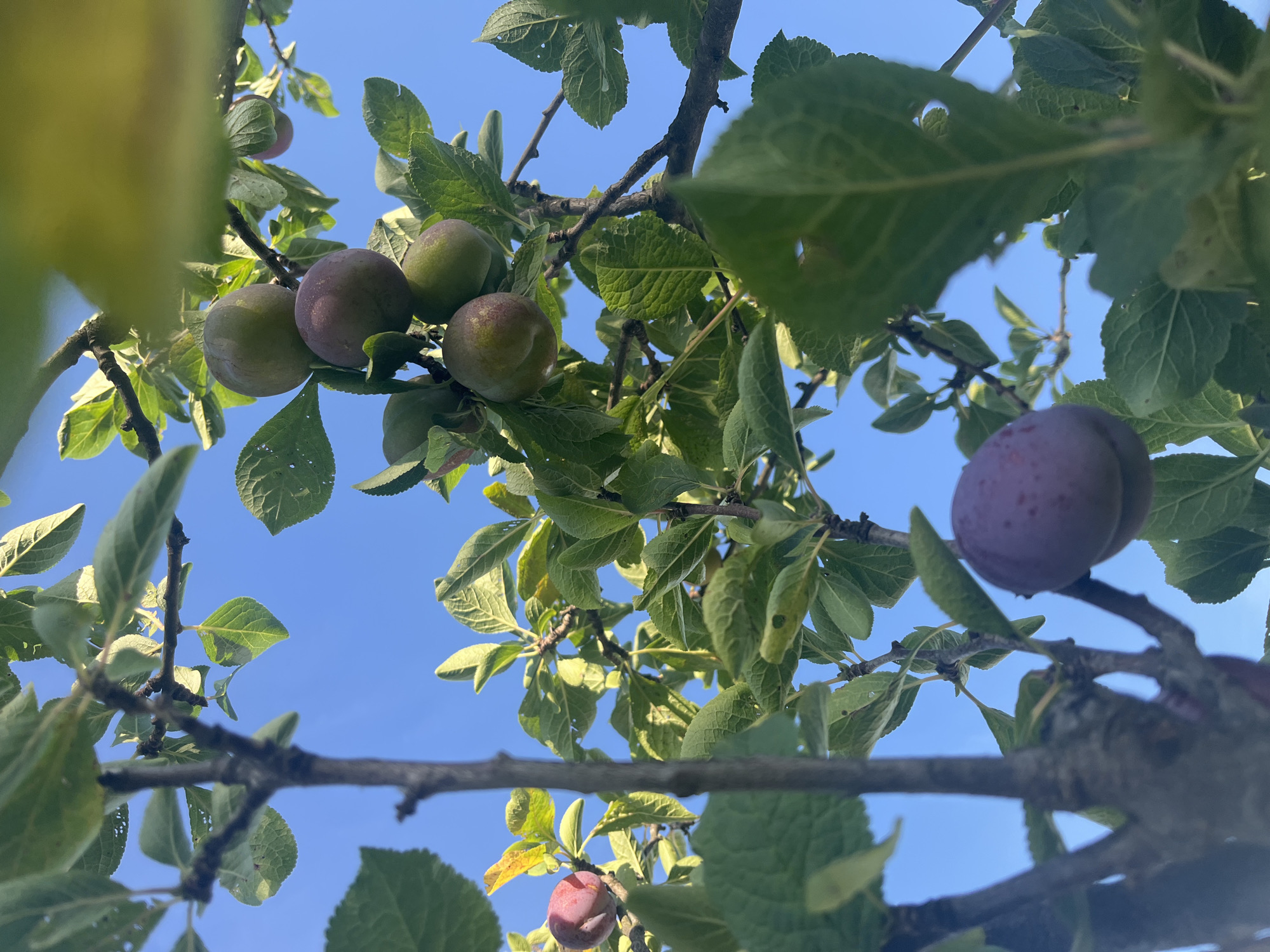 The image is a close-up, low-angle shot of a plum tree under a clear blue sky. Several plums are visible on the branches, some are green and some are developing a purplish hue. Lush green leaves surround the fruit. The branches of the tree are visible, with a rough, textured bark. The scene is outdoors and appears to be a sunny day. No people or animals are present. The location is identified as Vladimirovka, Russia.