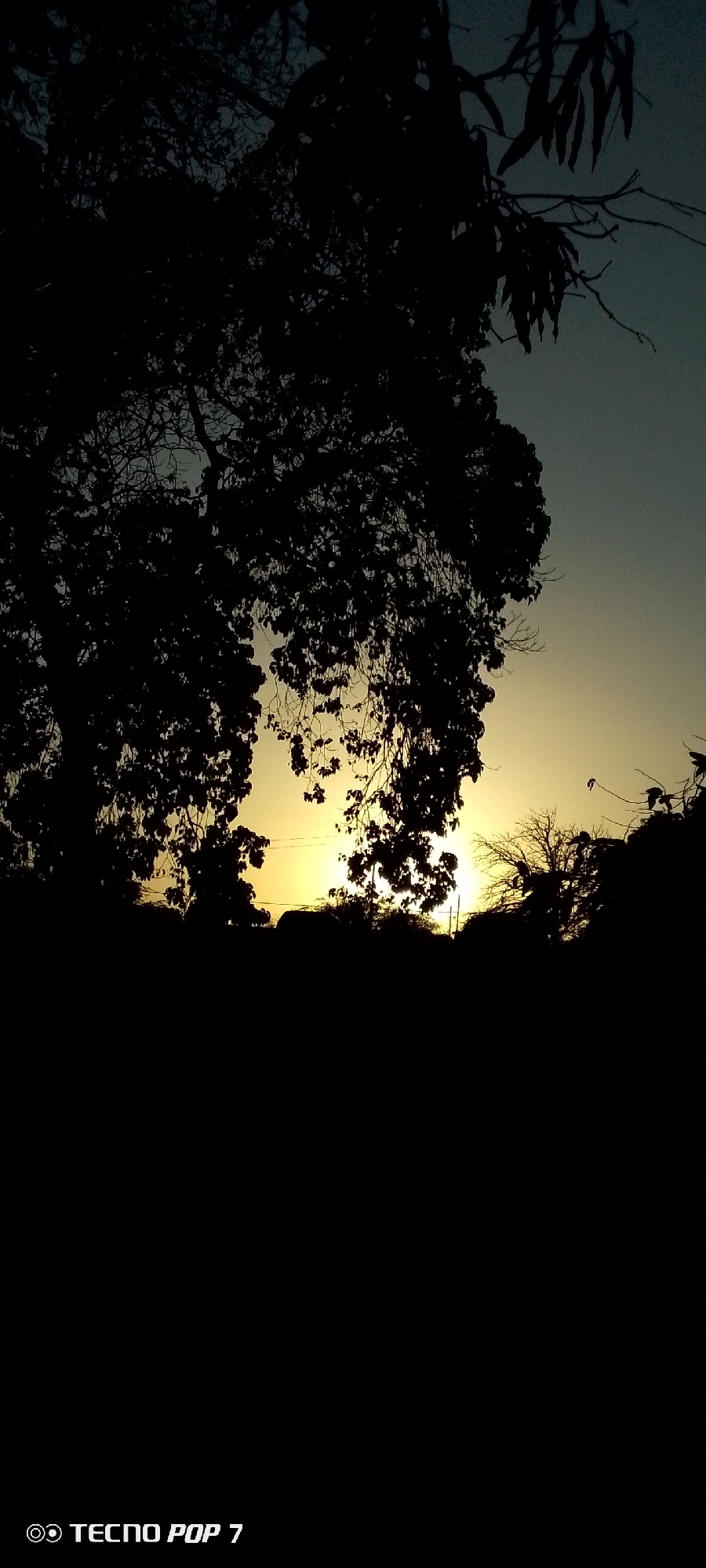 The image depicts a scene at dusk in Altagracia, Venezuela. The foreground is obscured in darkness, likely ground level vegetation or terrain. Silhouetted trees dominate the upper portion of the image, their branches and leaves creating intricate patterns against the sky. A low-hanging tree with sparse leaves is visible in the upper right corner. The sun, or a bright light source, is positioned on the horizon, creating a yellow-orange glow that filters through the gaps in the trees. Some buildings are partially visible along the horizon through the trees, suggesting a settlement. "Tecno Pop 7" is printed in the lower left corner of the image.