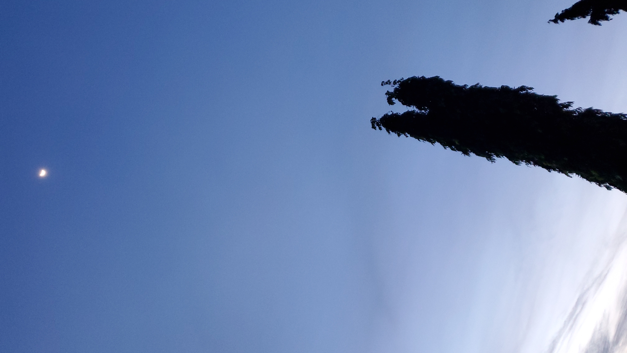 The image depicts a dusky sky with a crescent moon visible in the upper left quadrant. A silhouetted tree occupies the right side of the frame, its branches appearing somewhat jagged against the fading light. The sky transitions from a deep blue at the top to a lighter shade with some wispy clouds towards the horizon on the right. The overall scene suggests an outdoor setting, possibly at twilight. There is no clear indication of the city of Jalingo, Nigeria, in the provided image.