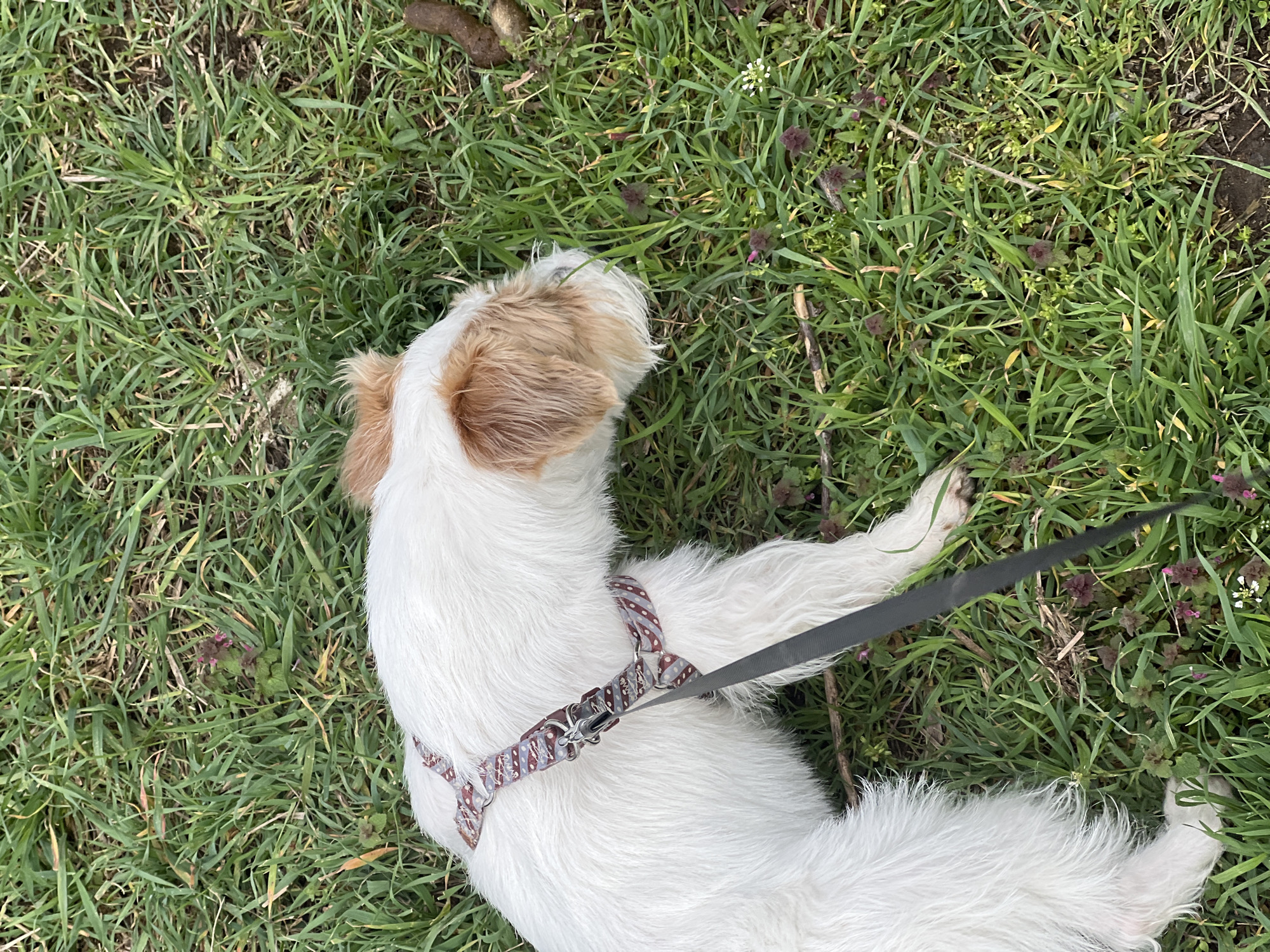 A white and tan dog, viewed from above, lies on green grass. The dog wears a patterned harness with a gray leash attached. The grass is interspersed with purple and white flowering weeds. The location and city are not identifiable in the image.