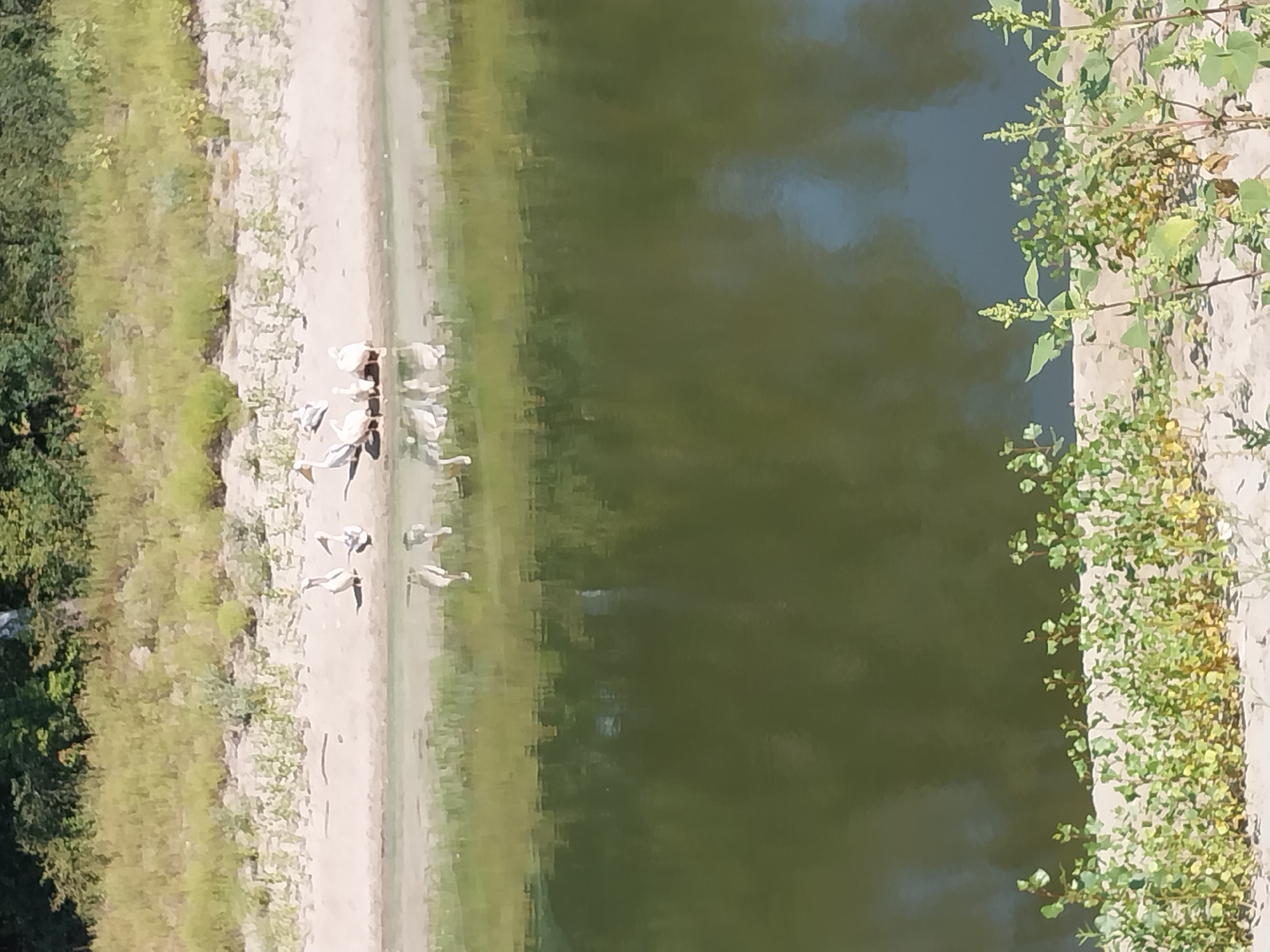 A flock of white pelicans stands on a sandy riverbank, their reflections visible in the calm, dark water. Behind them, a gentle slope is covered with dry grass and sparse green vegetation, leading up to a line of trees. The image appears to be taken during daylight hours, with sunlight casting shadows on the sandy shore. The scene is peaceful and natural, suggesting a riverside habitat. The location is Turove, Ukraine.