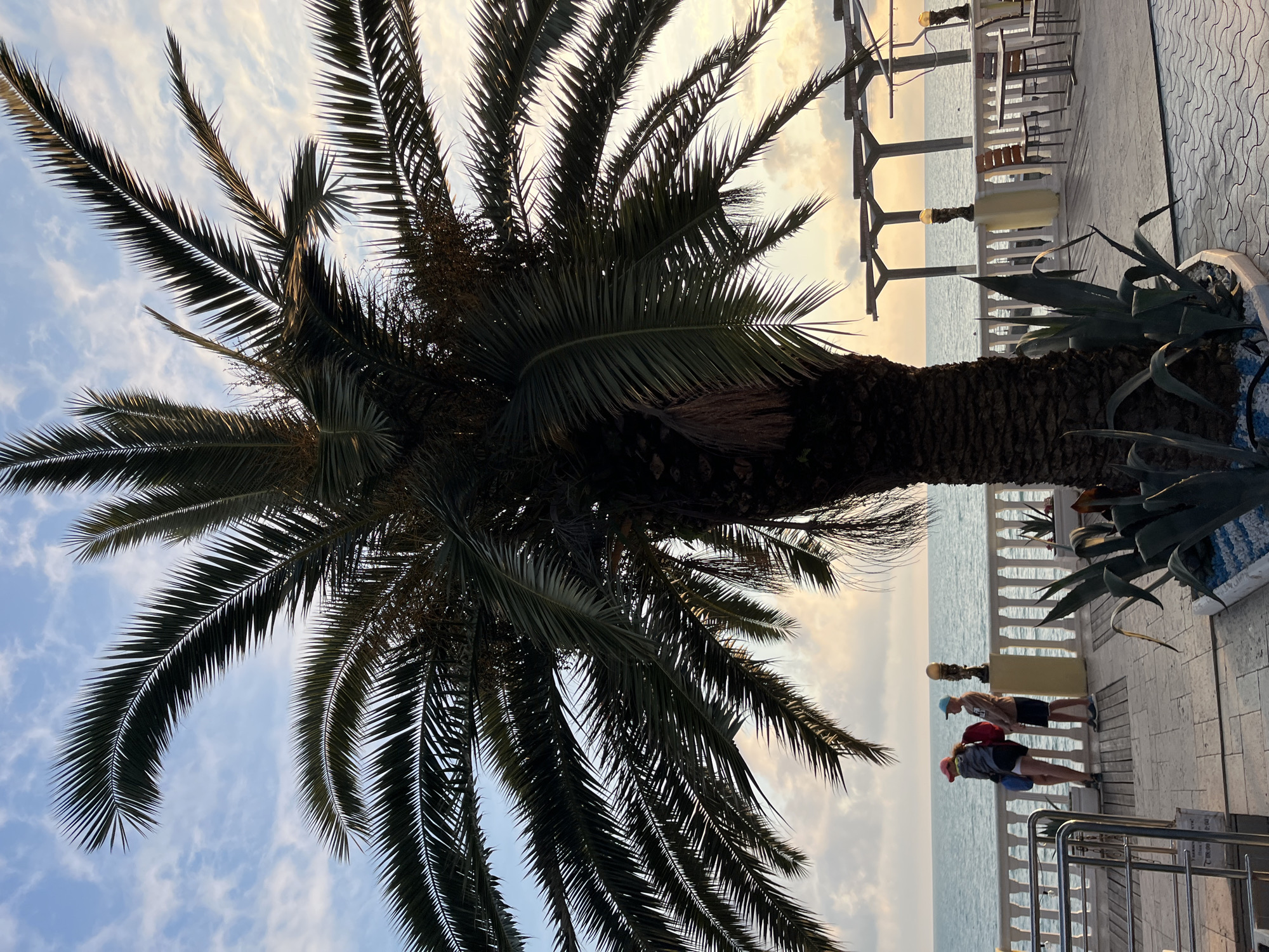 This is an outdoor, eye-level shot of a palm tree and its fronds in the foreground. The palm tree is on a paved walkway with a white railing overlooking the sea. Two children, a girl and a boy, stand near the railing, looking out at the water. The girl is on the left, wearing a pink hat and shorts, with a backpack on. The boy is on the right, wearing a blue hat and shorts. Behind them, tables and chairs are set up on an outdoor patio. The sea is calm, and the sky is cloudy with hints of sunset colors. The scene appears to be in Sochi, Russia, likely a resort area due to the palm trees, railing, and outdoor seating.