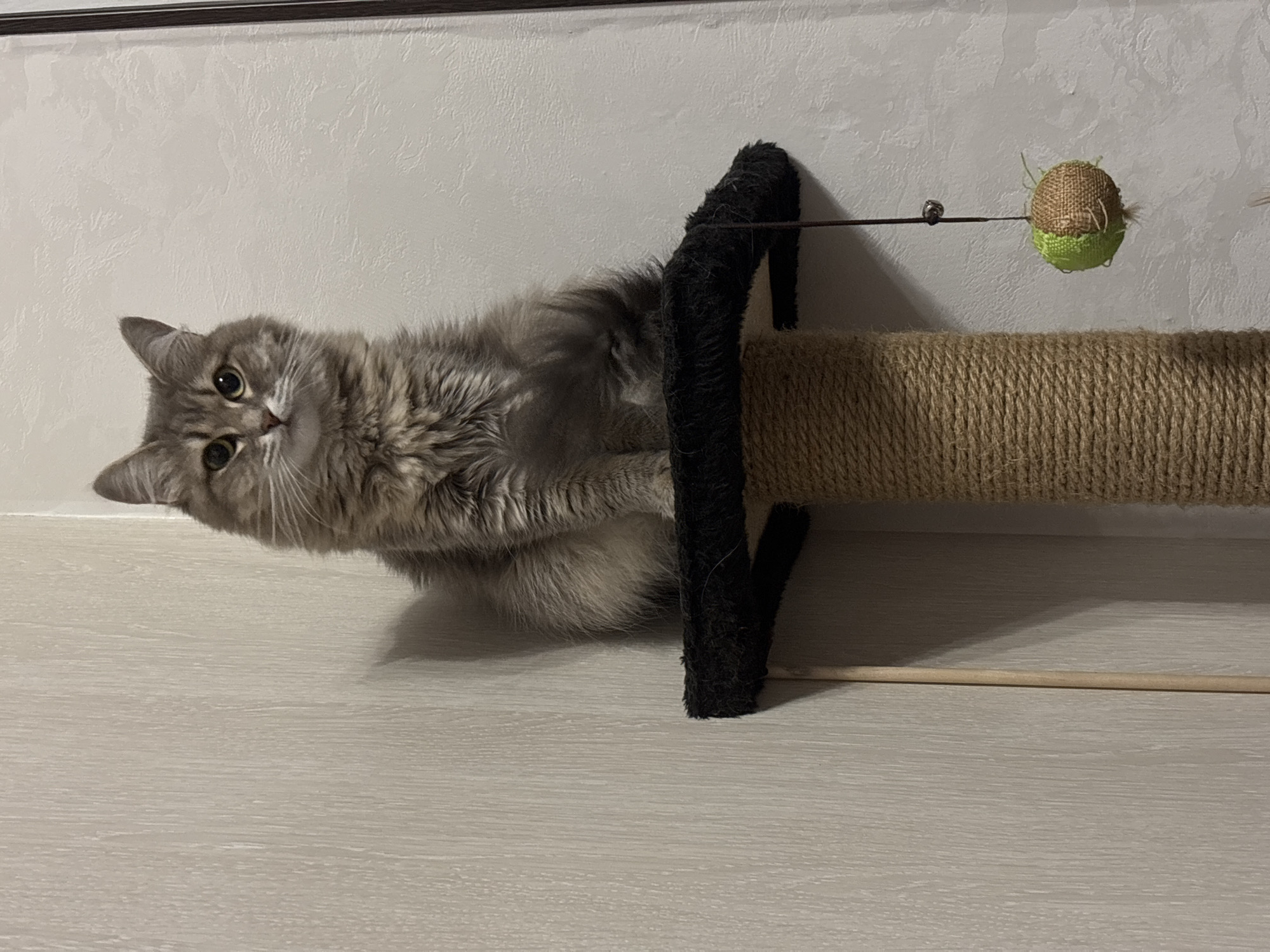 A fluffy grey and brown Siberian cat is perched on top of a multi-level cat tree. The cat is facing forward with its ears perked up and eyes looking directly at the camera. The cat tree has a dark grey plush top platform and a thick, tightly wound rope-covered base. A small, green and brown textured ball toy with a tiny bell is hanging from a string attached to the underside of the top platform. The background consists of a plain, light-colored textured wall and a vertical wooden door frame or panel on the right side. A thin wooden dowel rod extends vertically to the left of the cat tree, casting a subtle shadow on the wall. The scene appears to be indoors, in a residential setting, possibly in an apartment in Novokuznetsk, Russia, given the typical interior design elements.