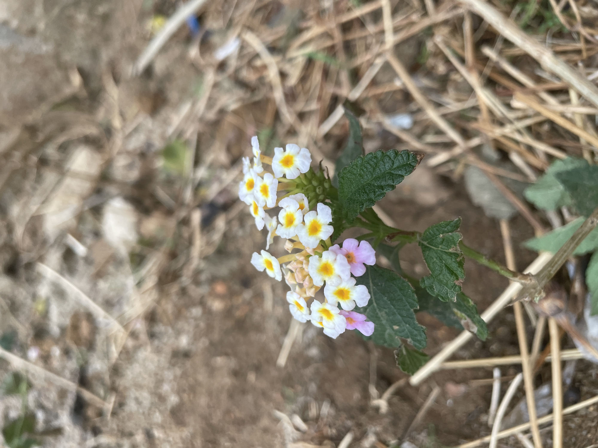 A close-up, ground-level shot shows a cluster of small white and yellow flowers with hints of light pink, growing from a green-leaved plant. The flowers and plant are situated on dirt and interspersed with dry straw or grass. The background consists of similar dirt and dried vegetation. The location, according to the prompt, is Jos, Nigeria.