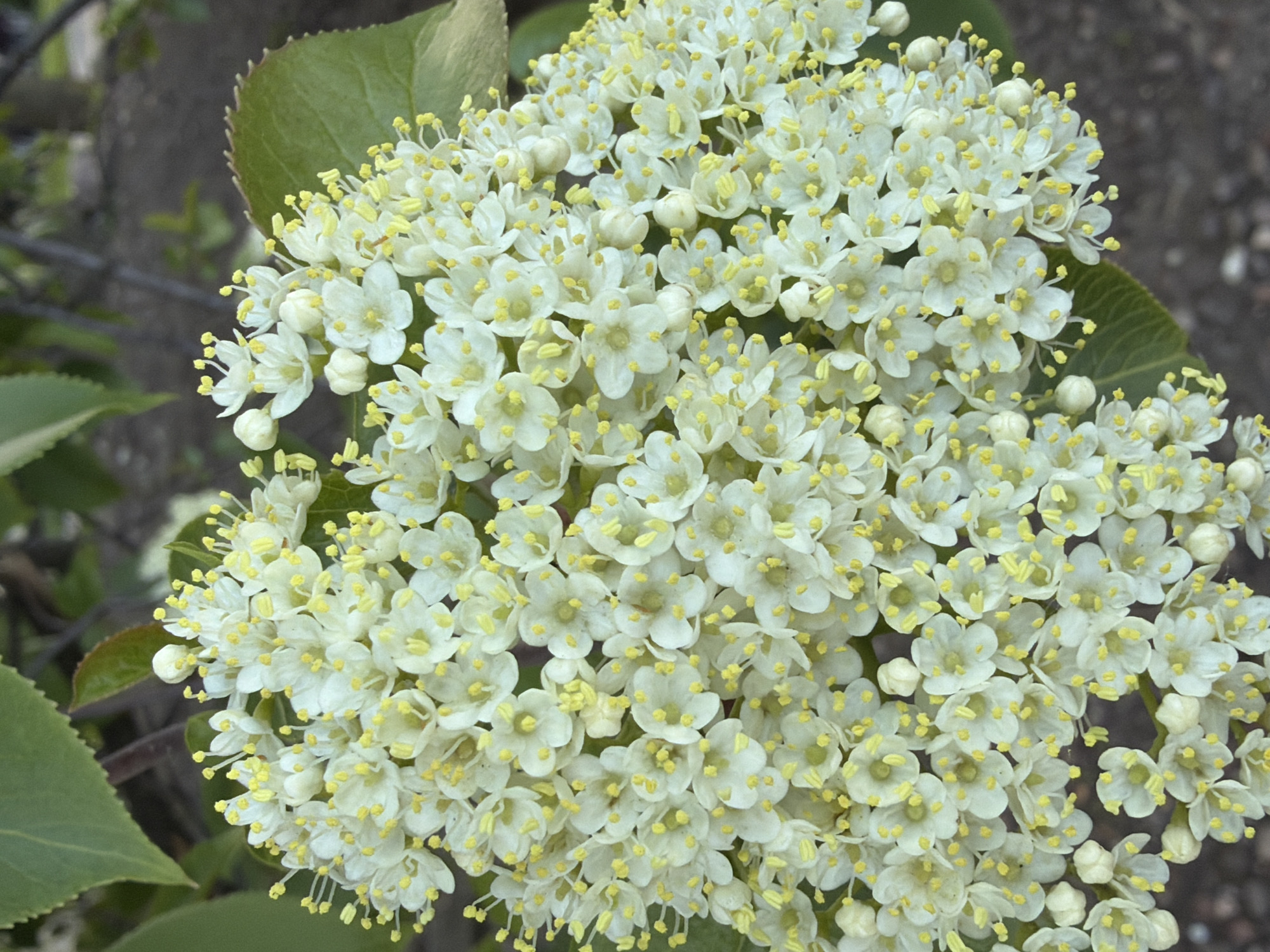 This image shows a dense cluster of small, white flowers with yellow stamens. The flowers are part of a plant with green leaves visible around the edges of the cluster. The background is blurred, but appears to be a natural outdoor setting with possible foliage and soil. The location is Morton Grove, United States of America.